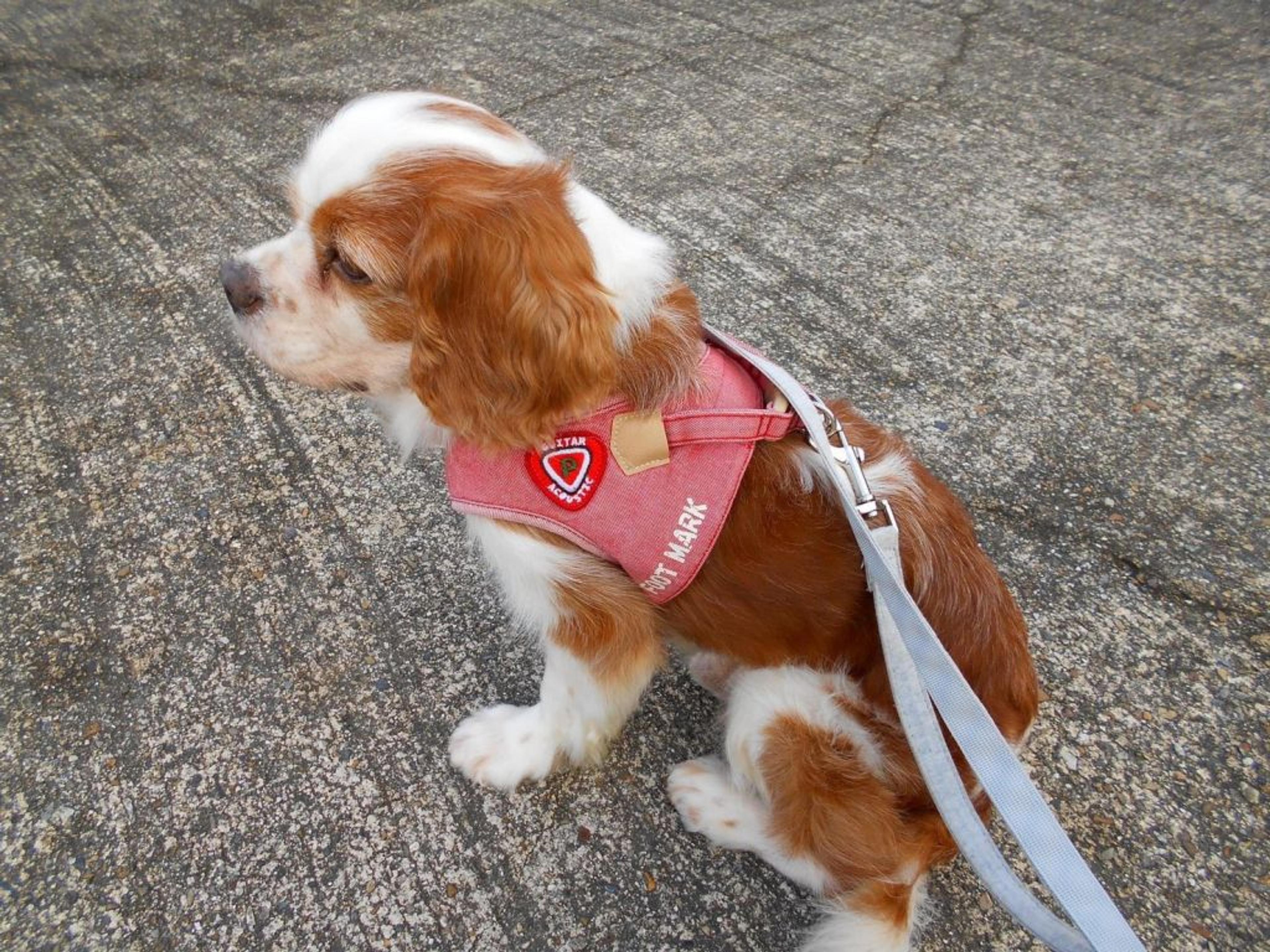 pet-image-16