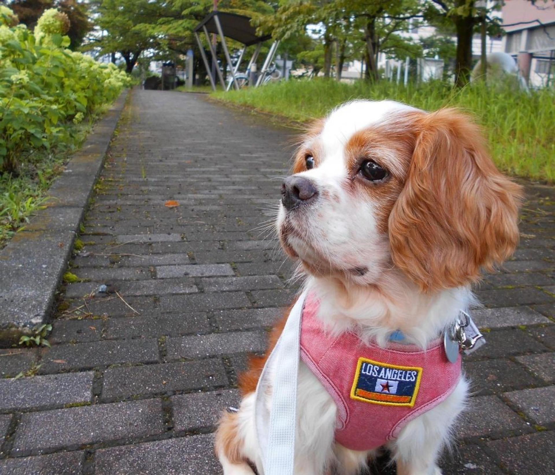 pet-image-18