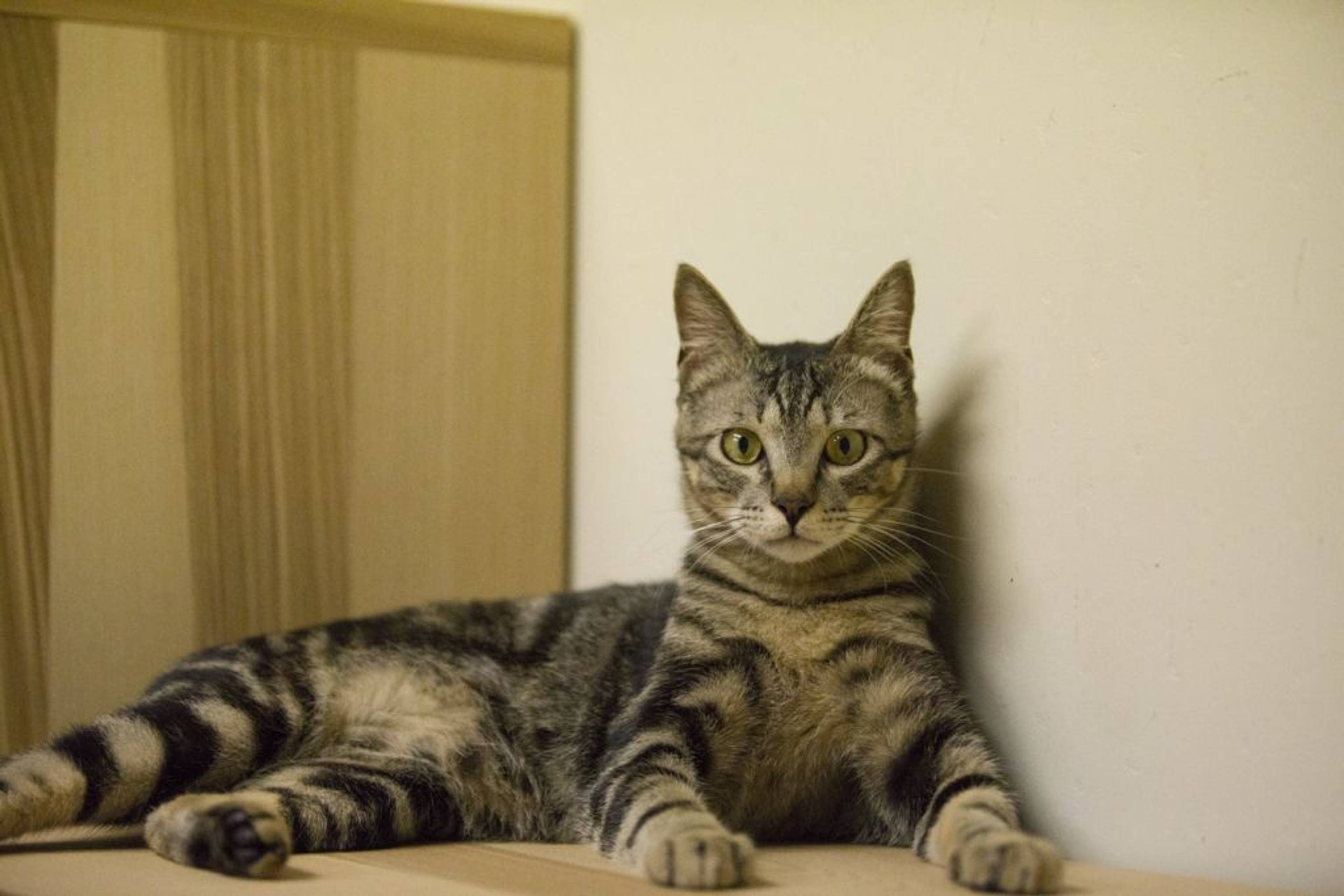 雑種（ミックス猫）・オスの里親募集の写真