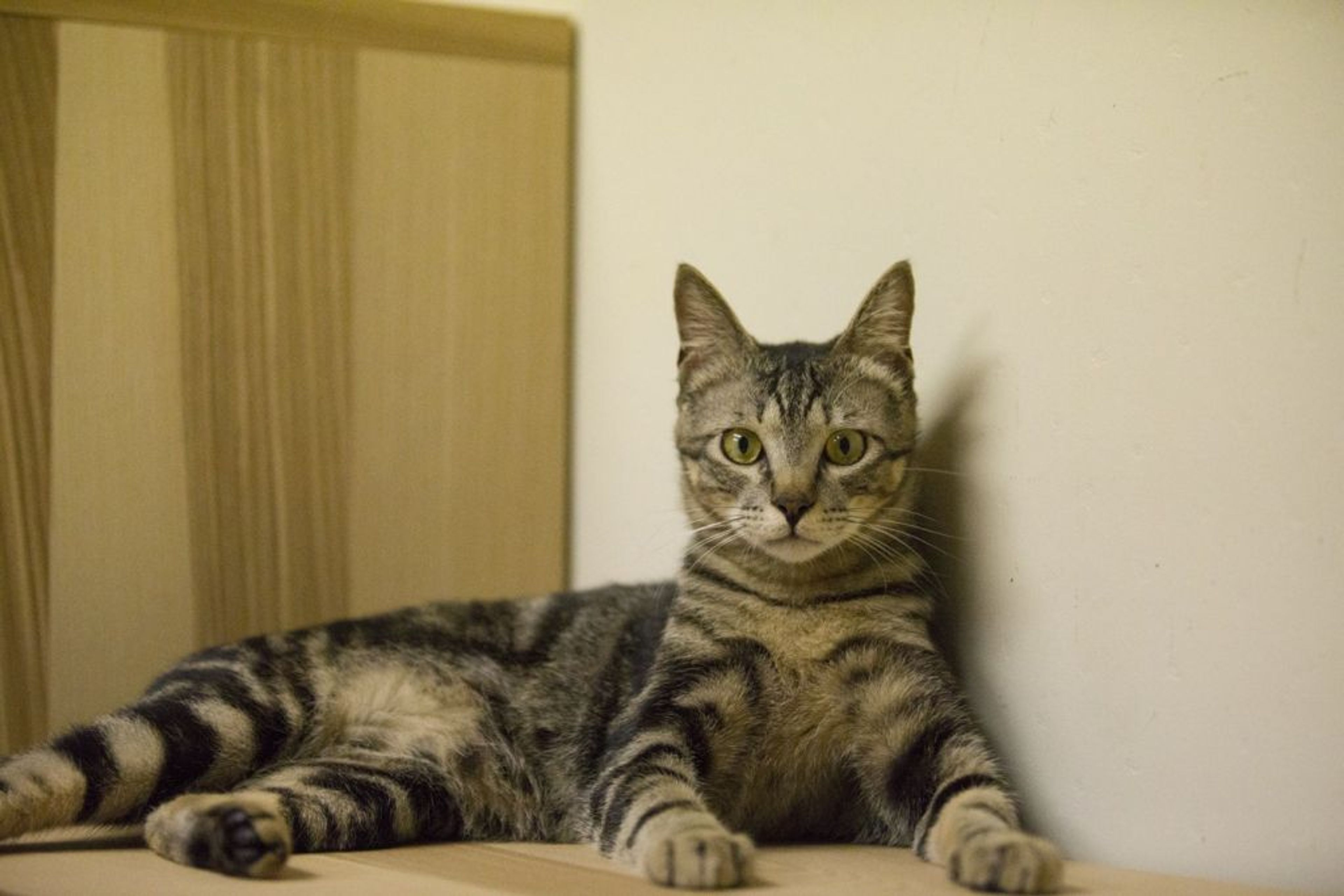 雑種（ミックス猫）・オスの里親募集の写真