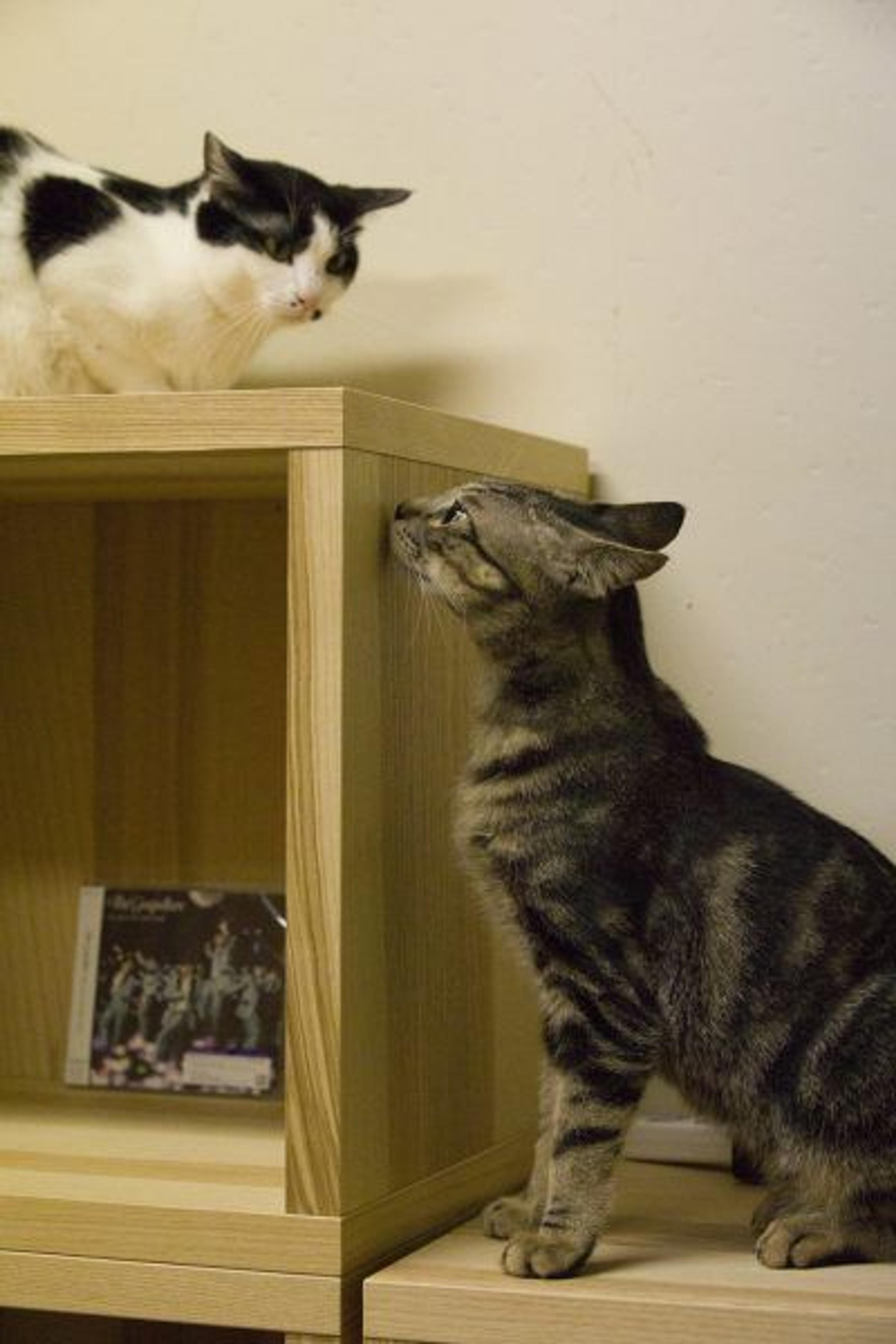 pet-image-3