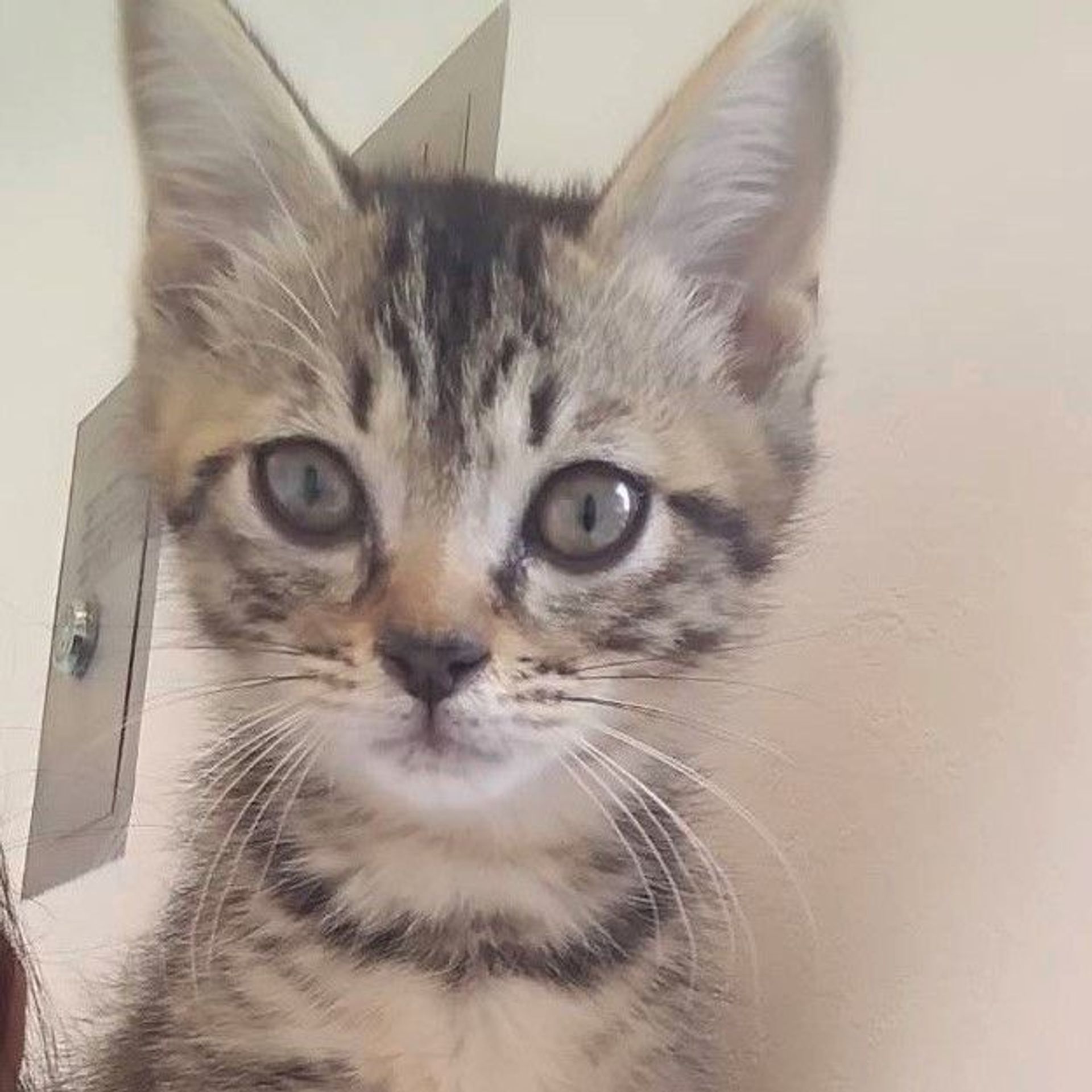 雑種（ミックス猫）・オスの里親募集の写真