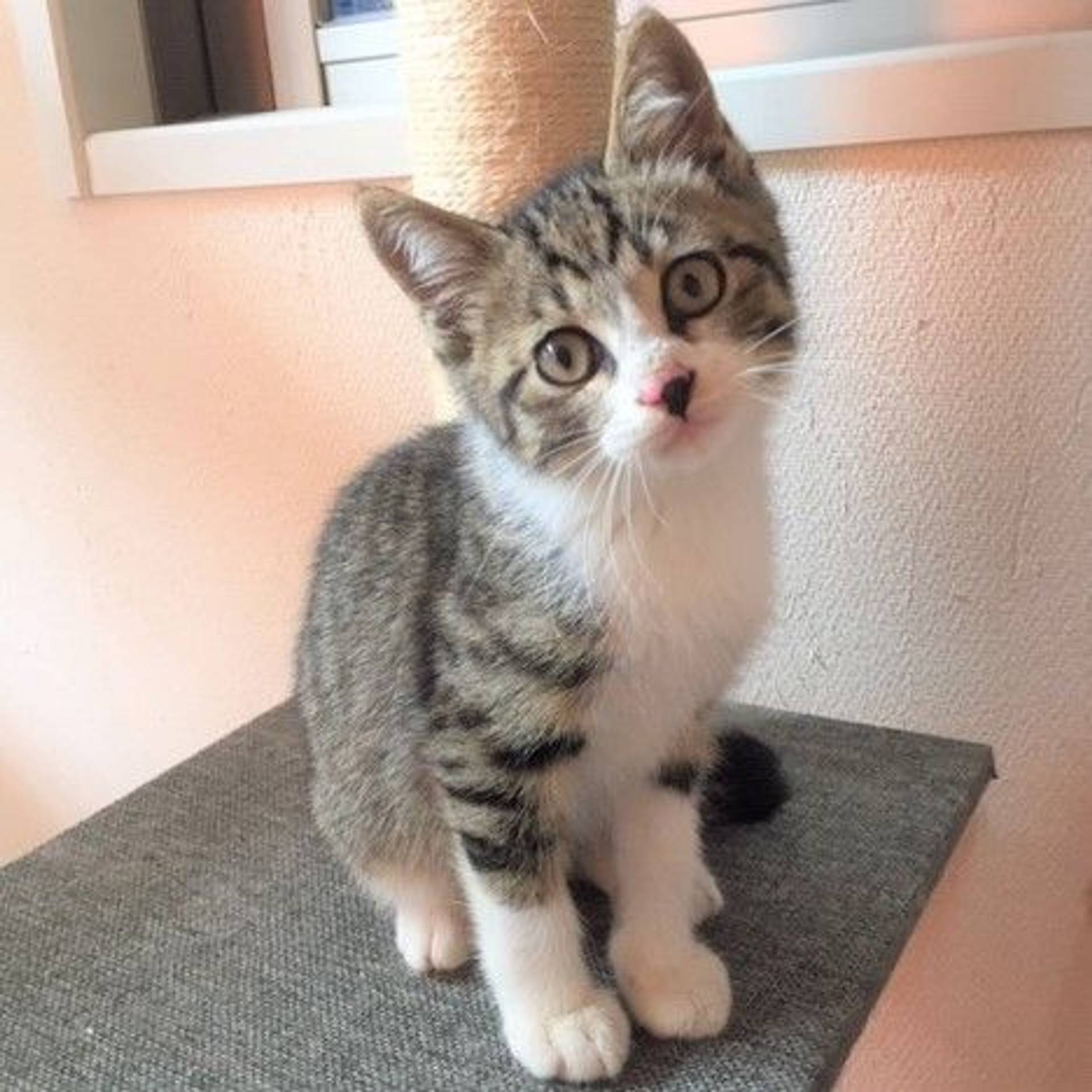 雑種（ミックス猫）・オスの里親募集の写真