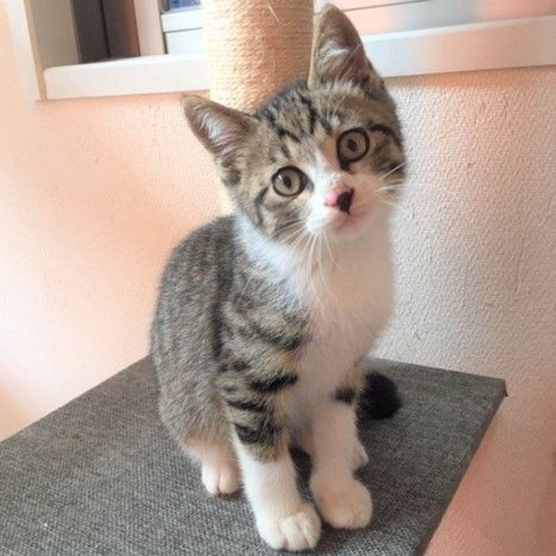 雑種（ミックス猫）・オスの里親募集の写真
