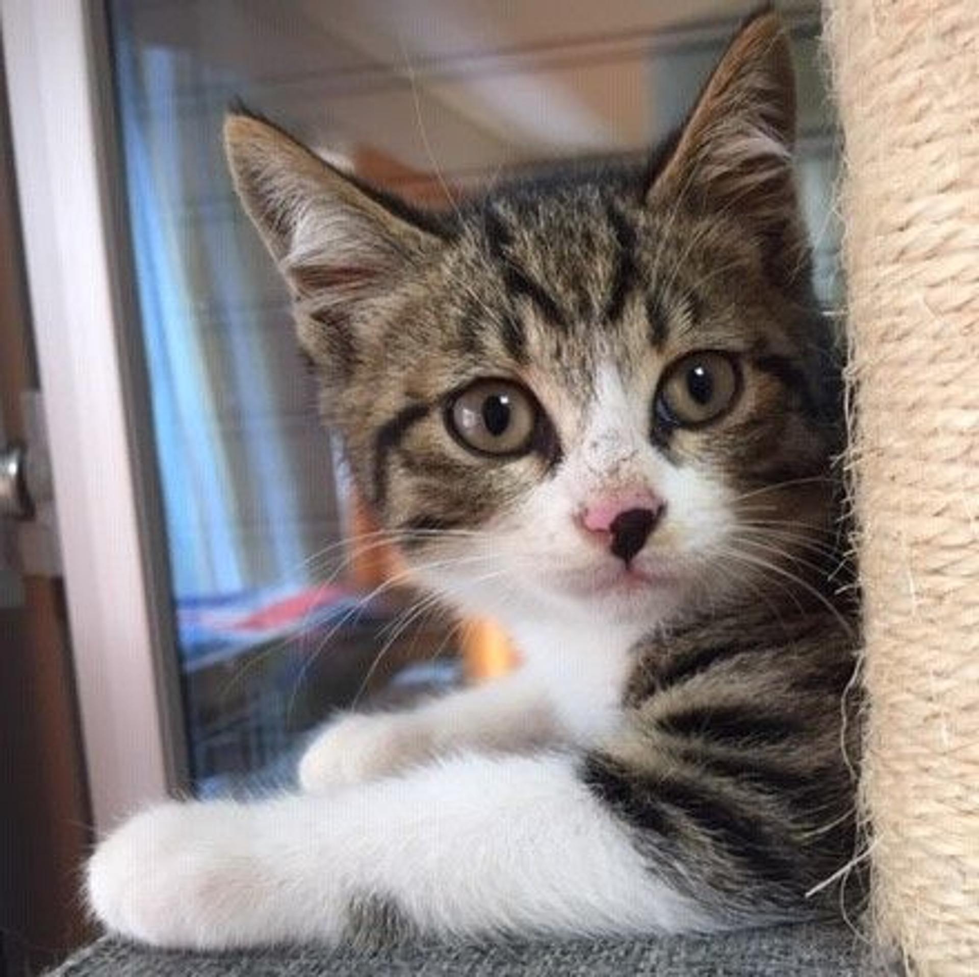 pet-image-2