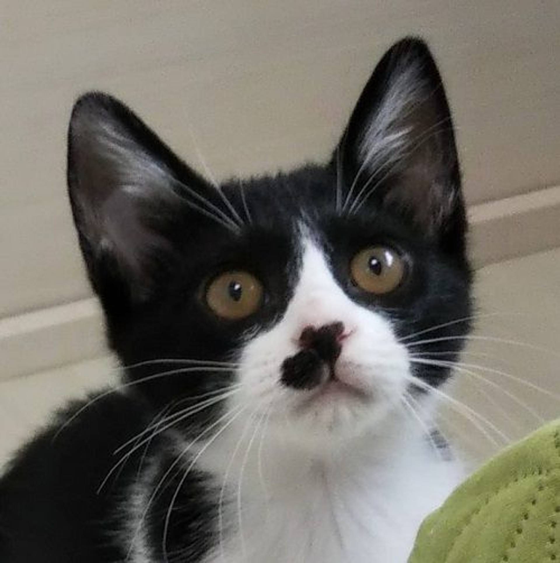 雑種（ミックス猫）・メスの里親募集の写真