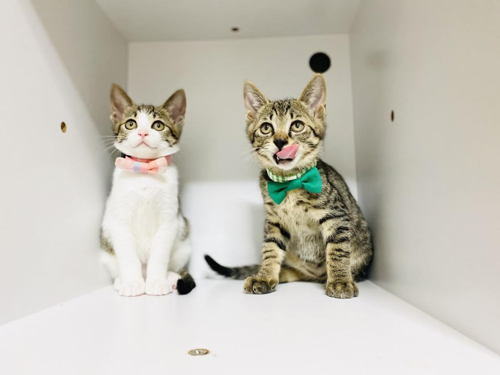 pet-image-4
