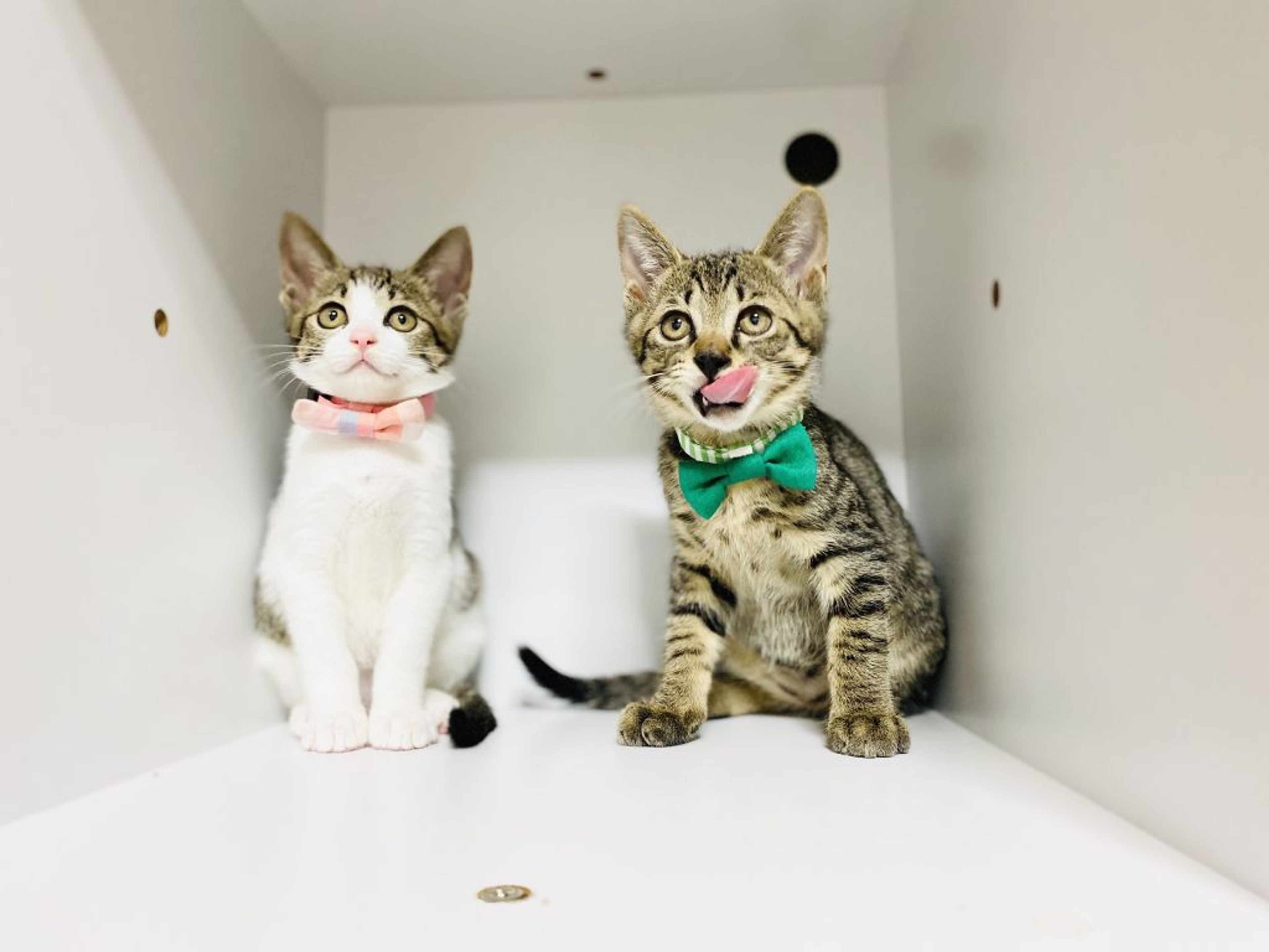 pet-image-4