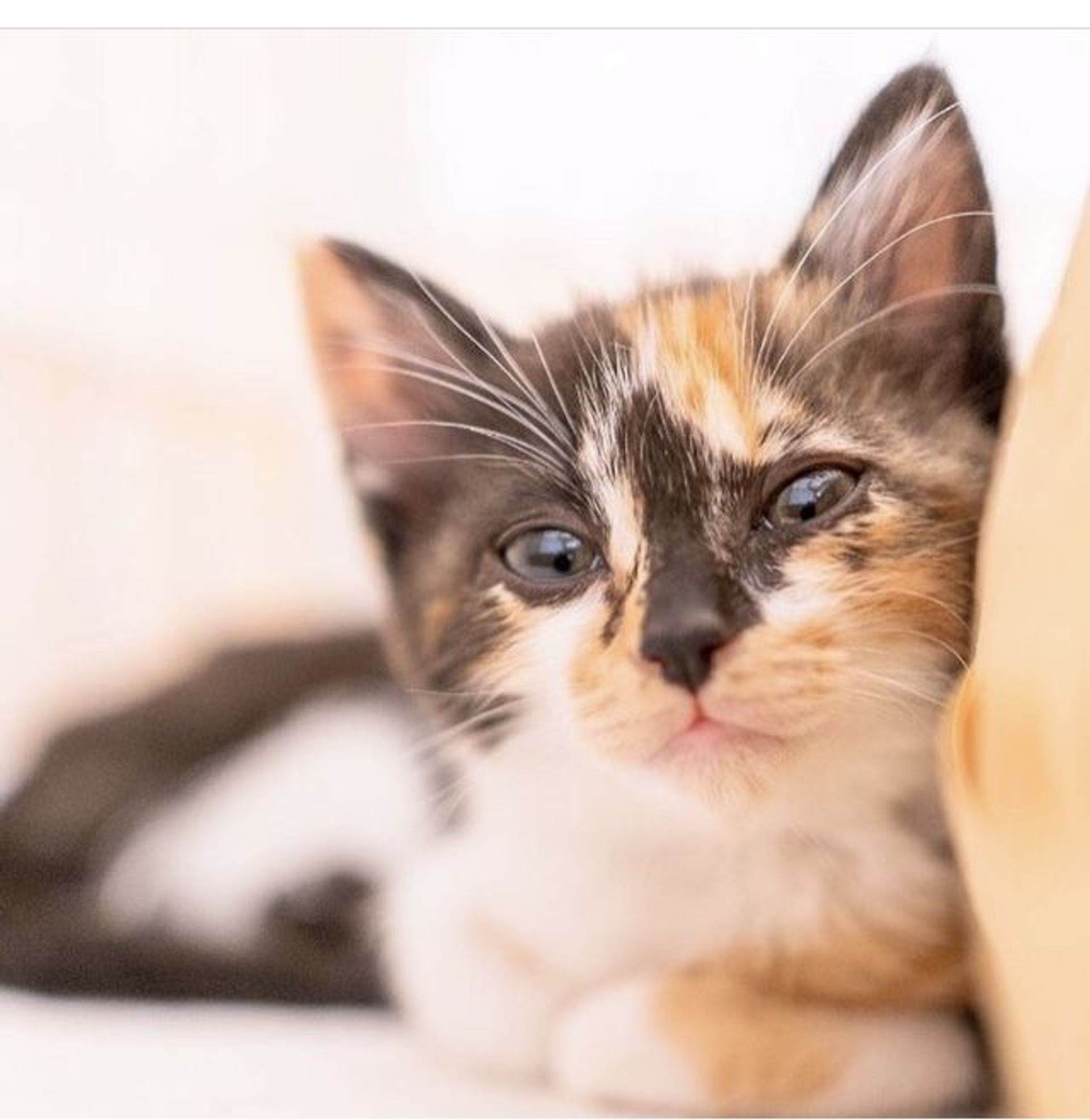 雑種（ミックス猫）・メスの里親募集の写真