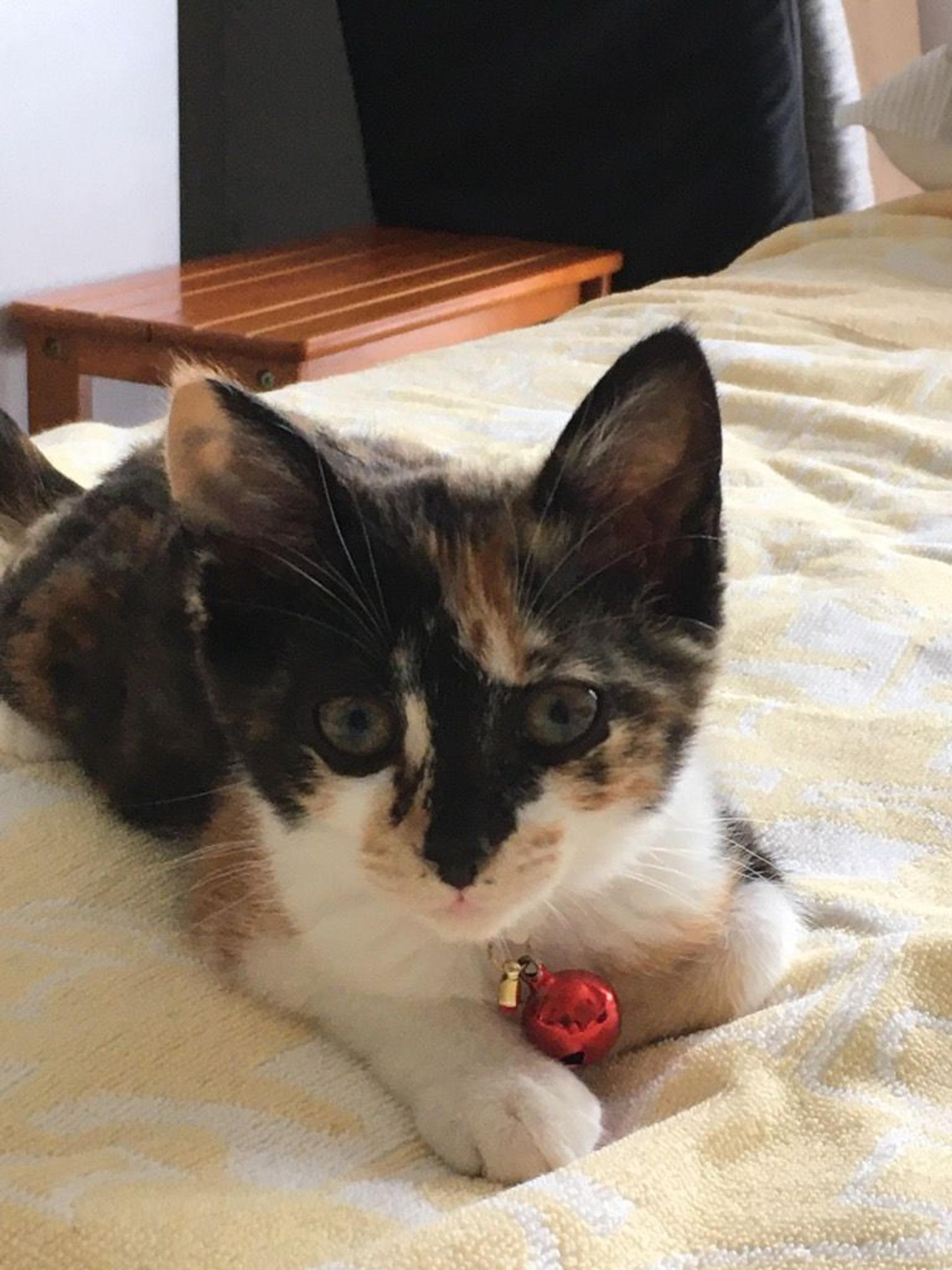 pet-image-4