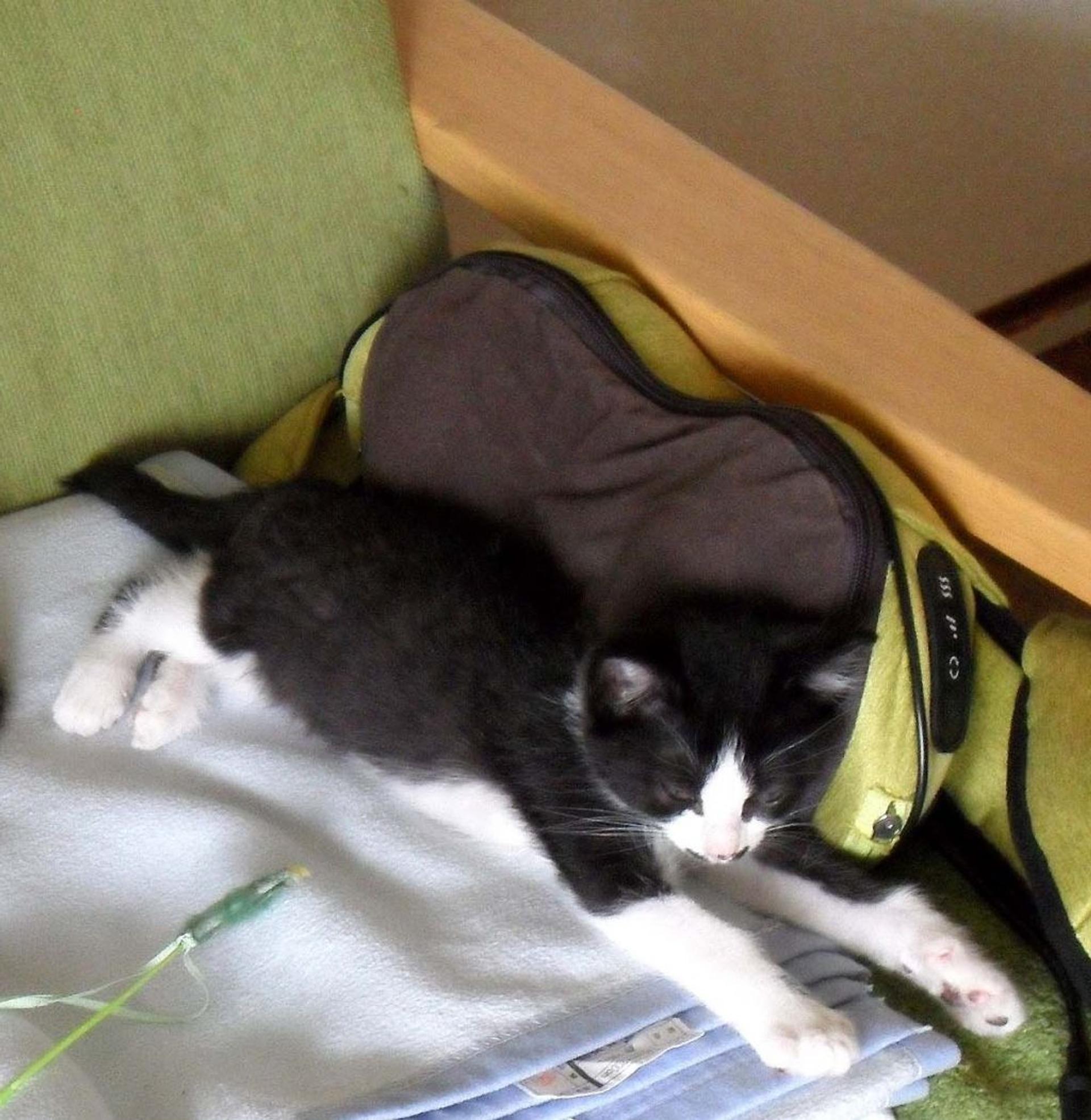 pet-image-3