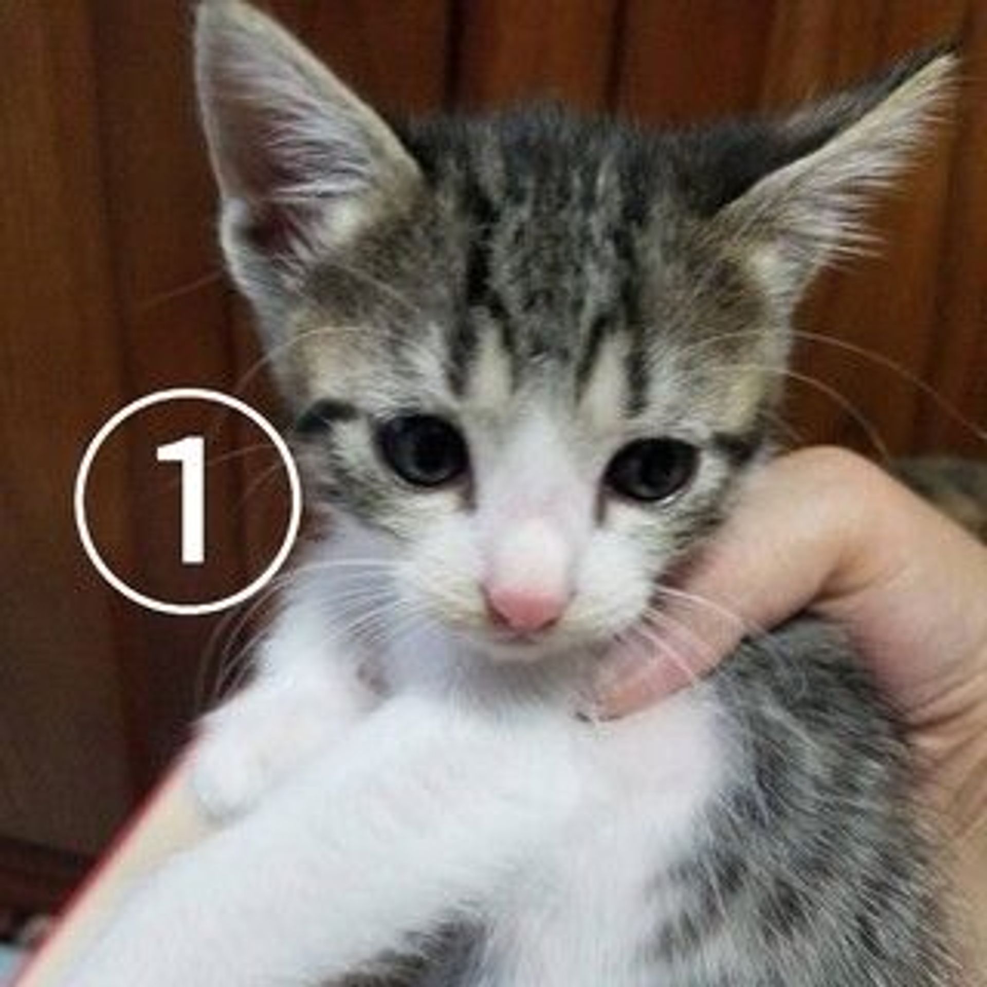 雑種（ミックス猫）・オスの里親募集の写真