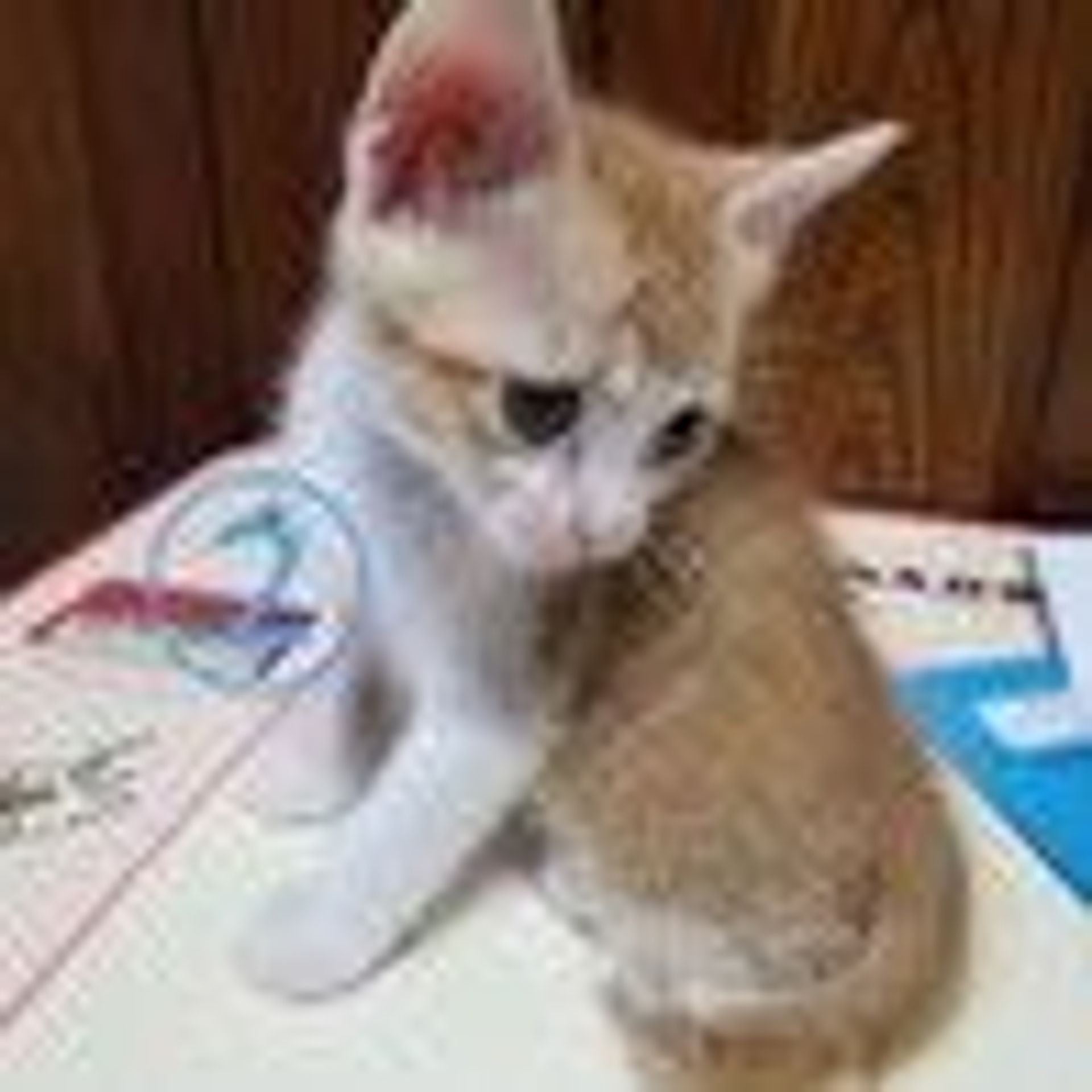雑種（ミックス猫）・オスの里親募集の写真