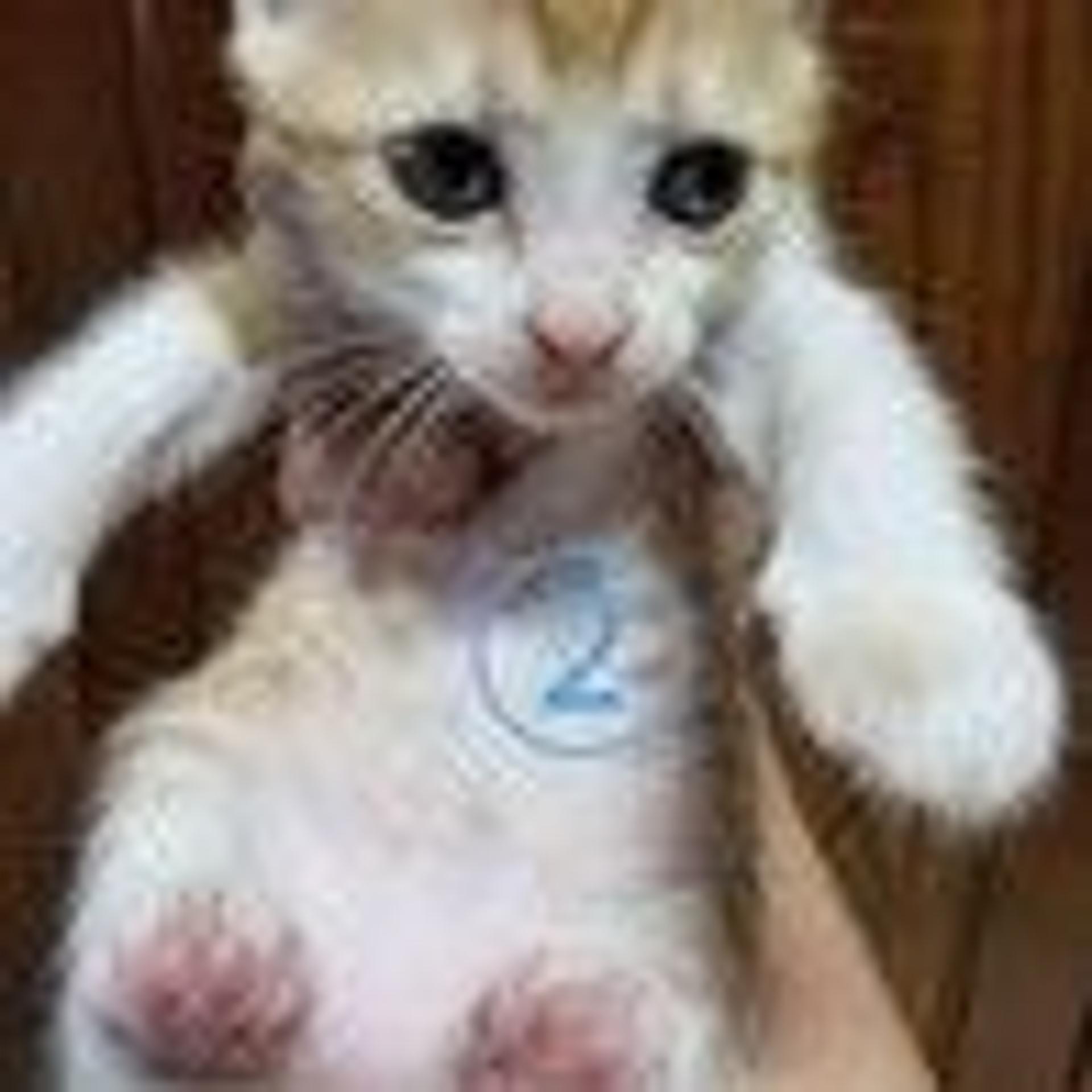 pet-image-2