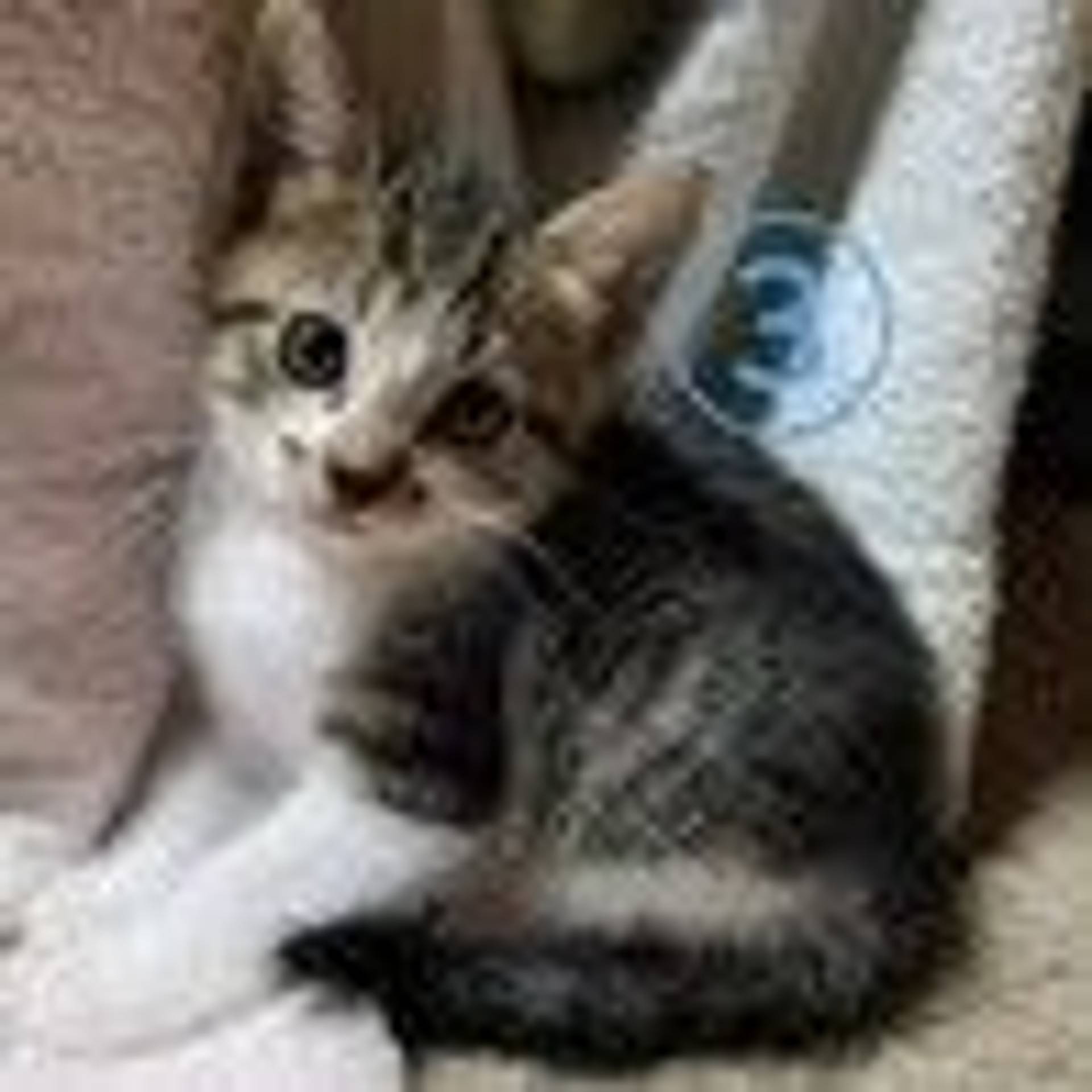 雑種（ミックス猫）・メスの里親募集の写真