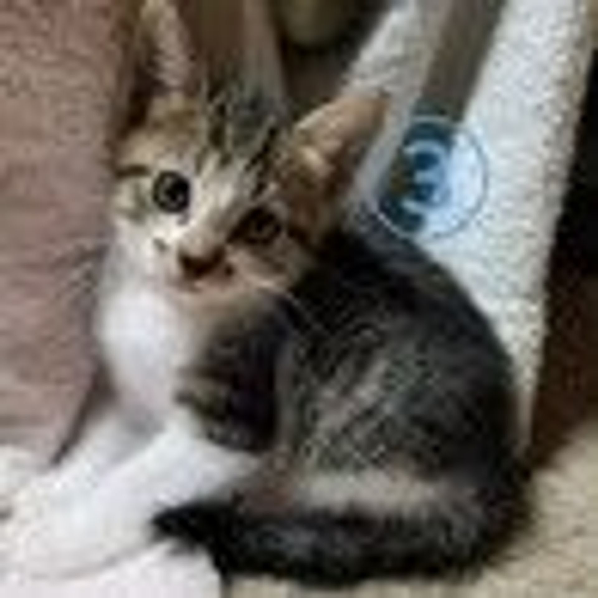 雑種（ミックス猫）・メスの里親募集の写真