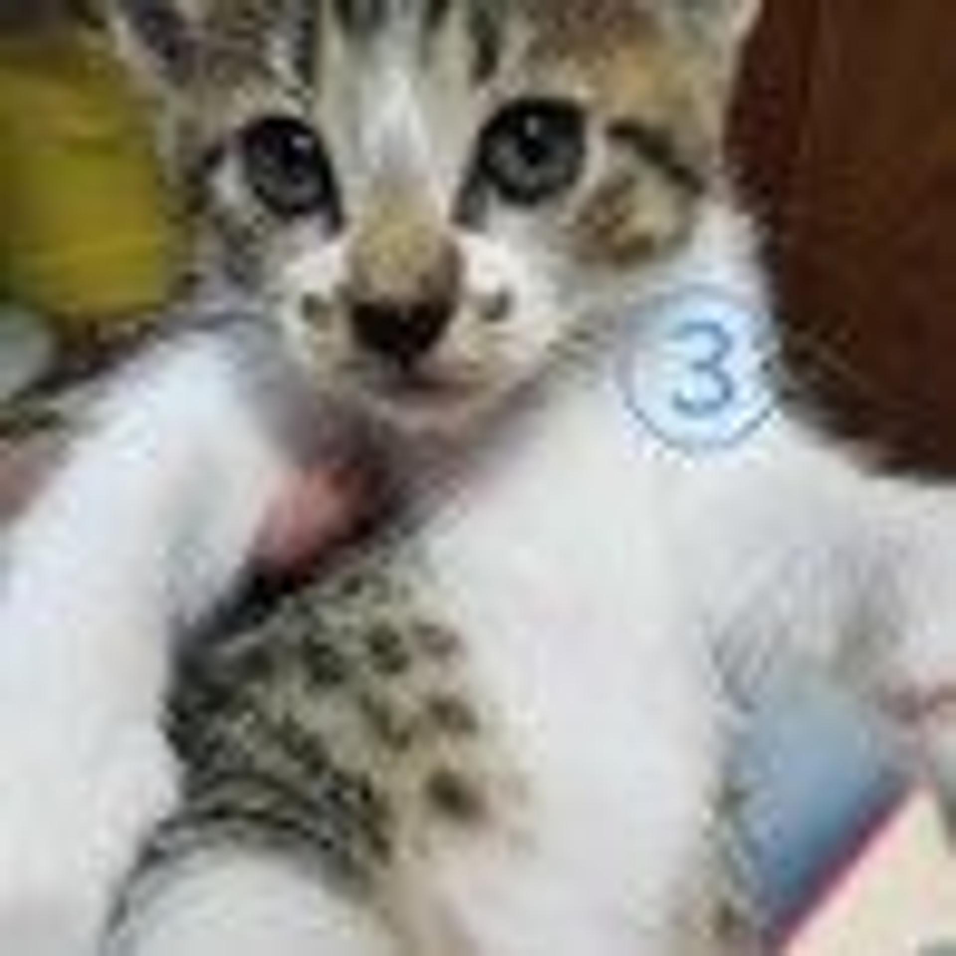 pet-image-2