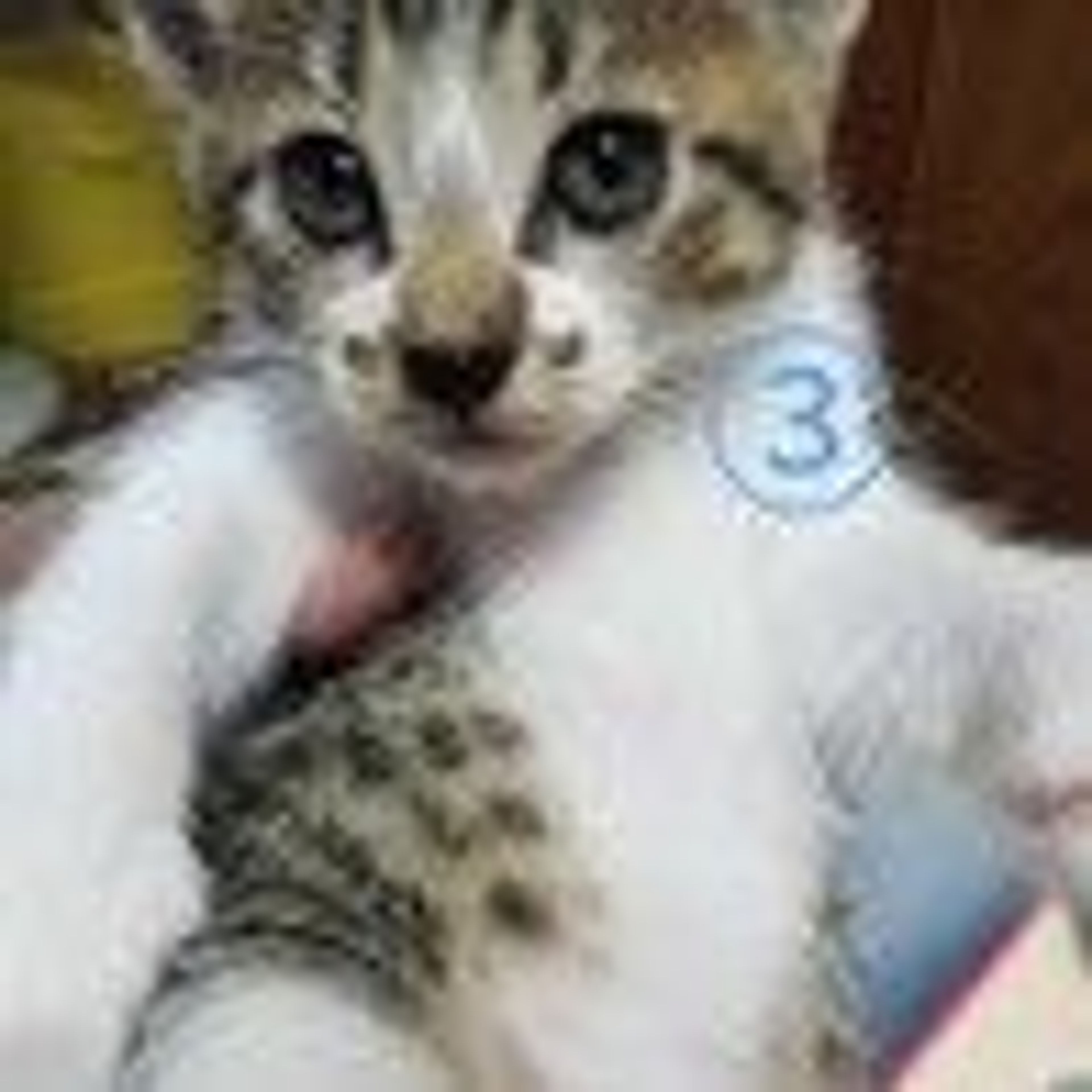 pet-image-2