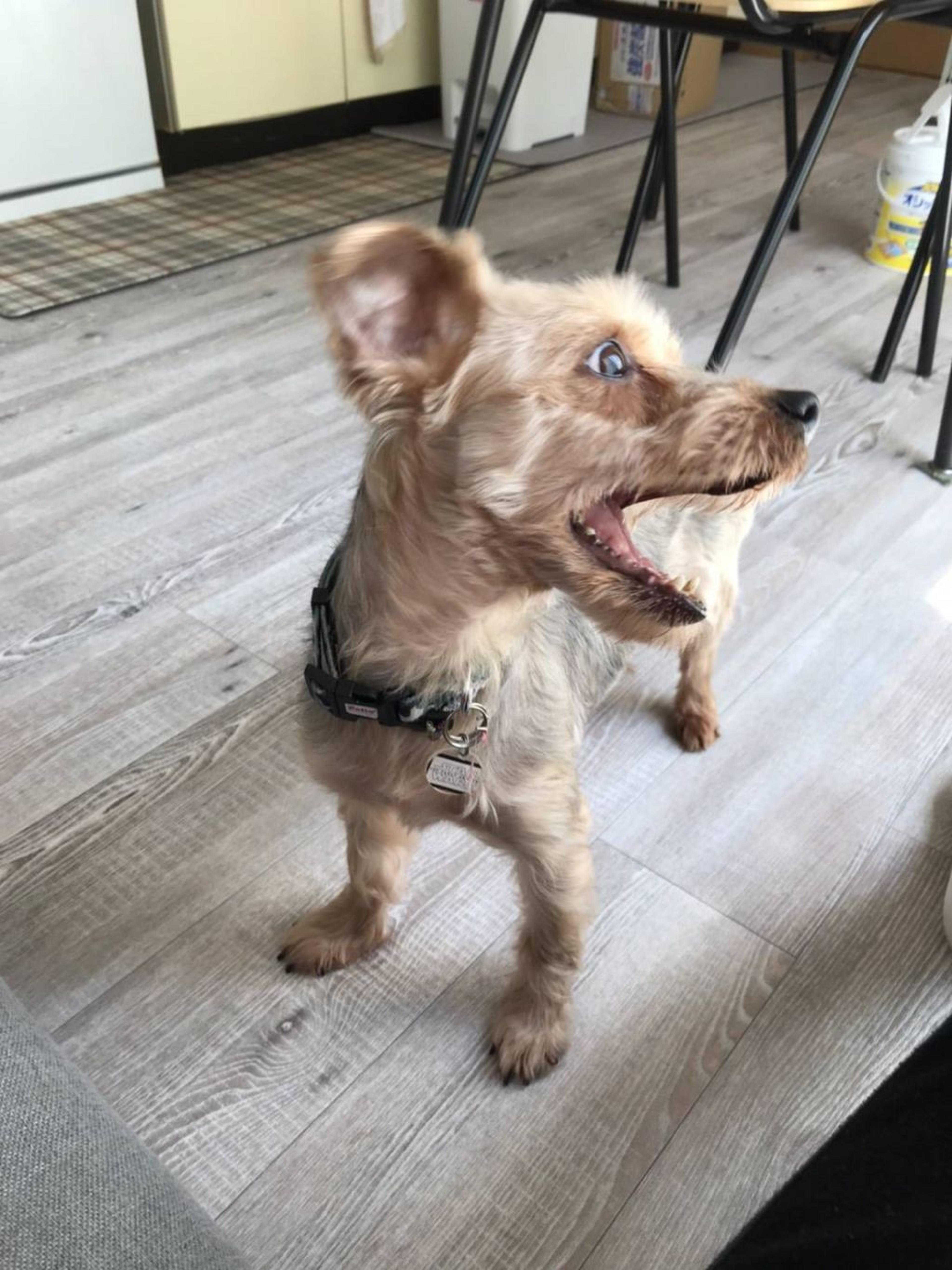 pet-image-2