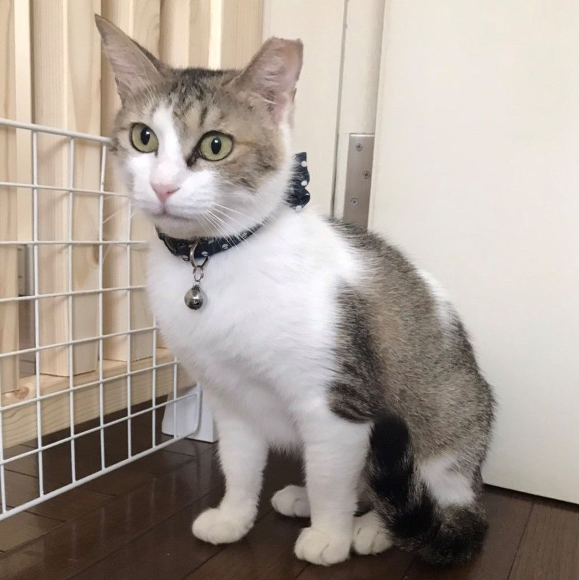 雑種（ミックス猫）・メスの里親募集の写真