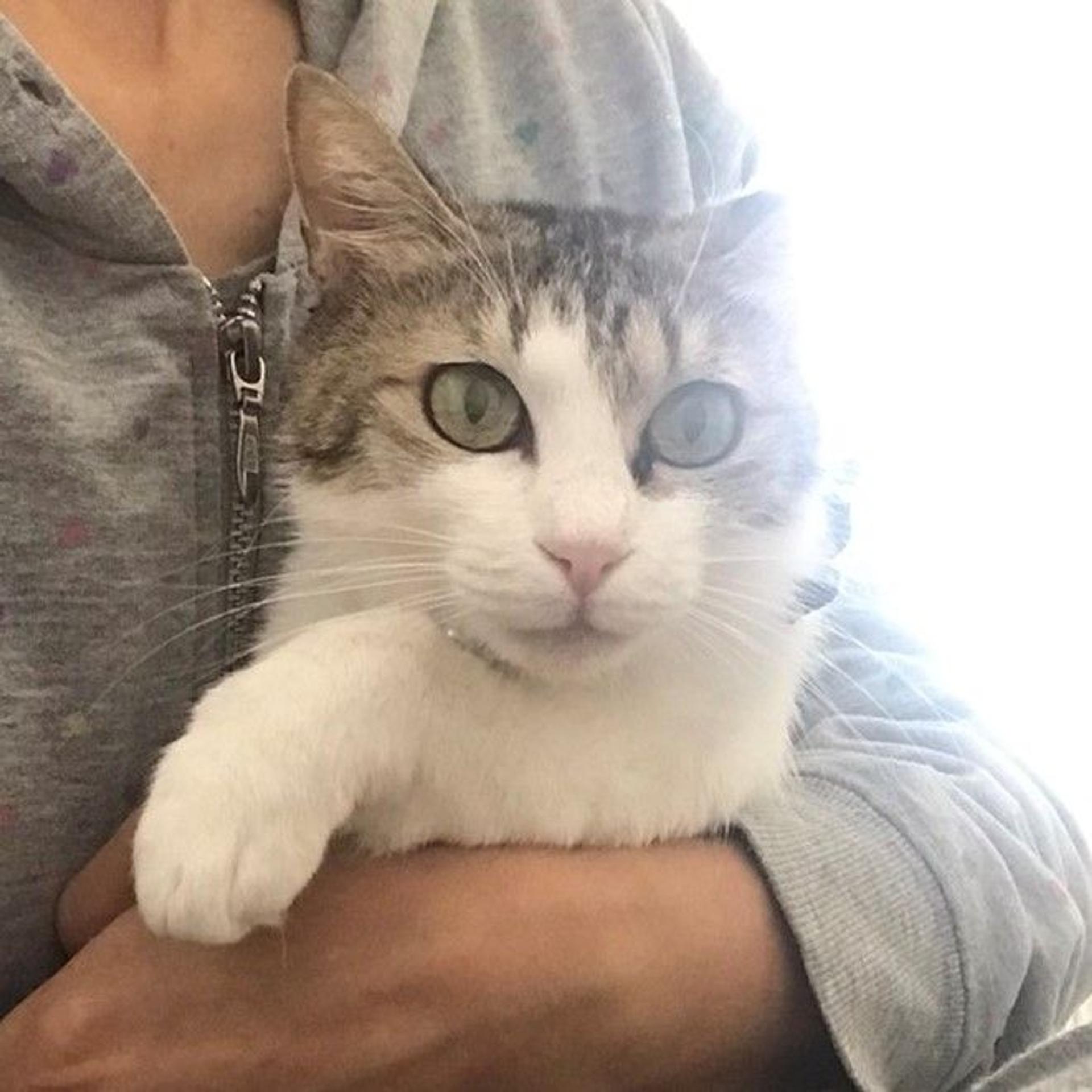 pet-image-2