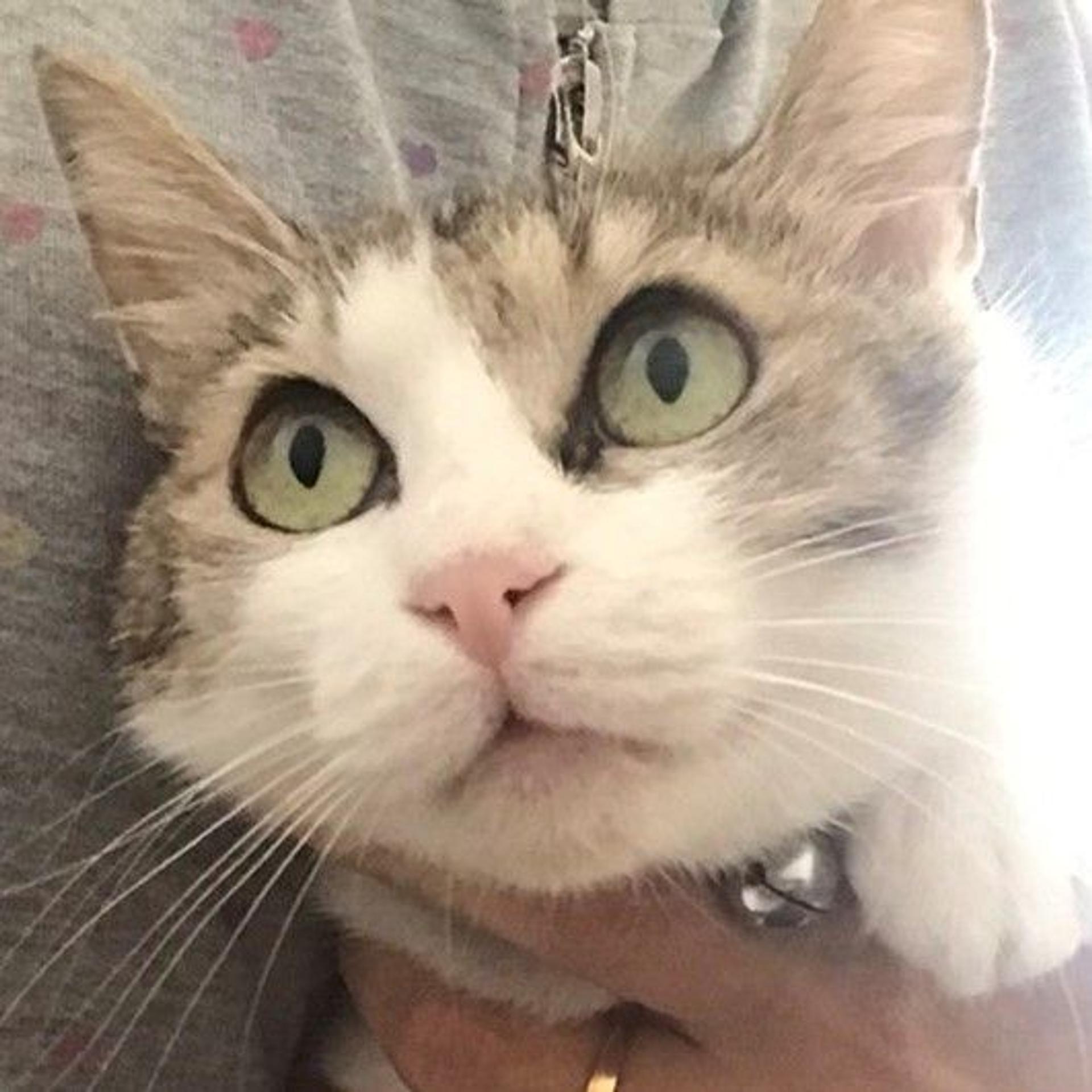 pet-image-3