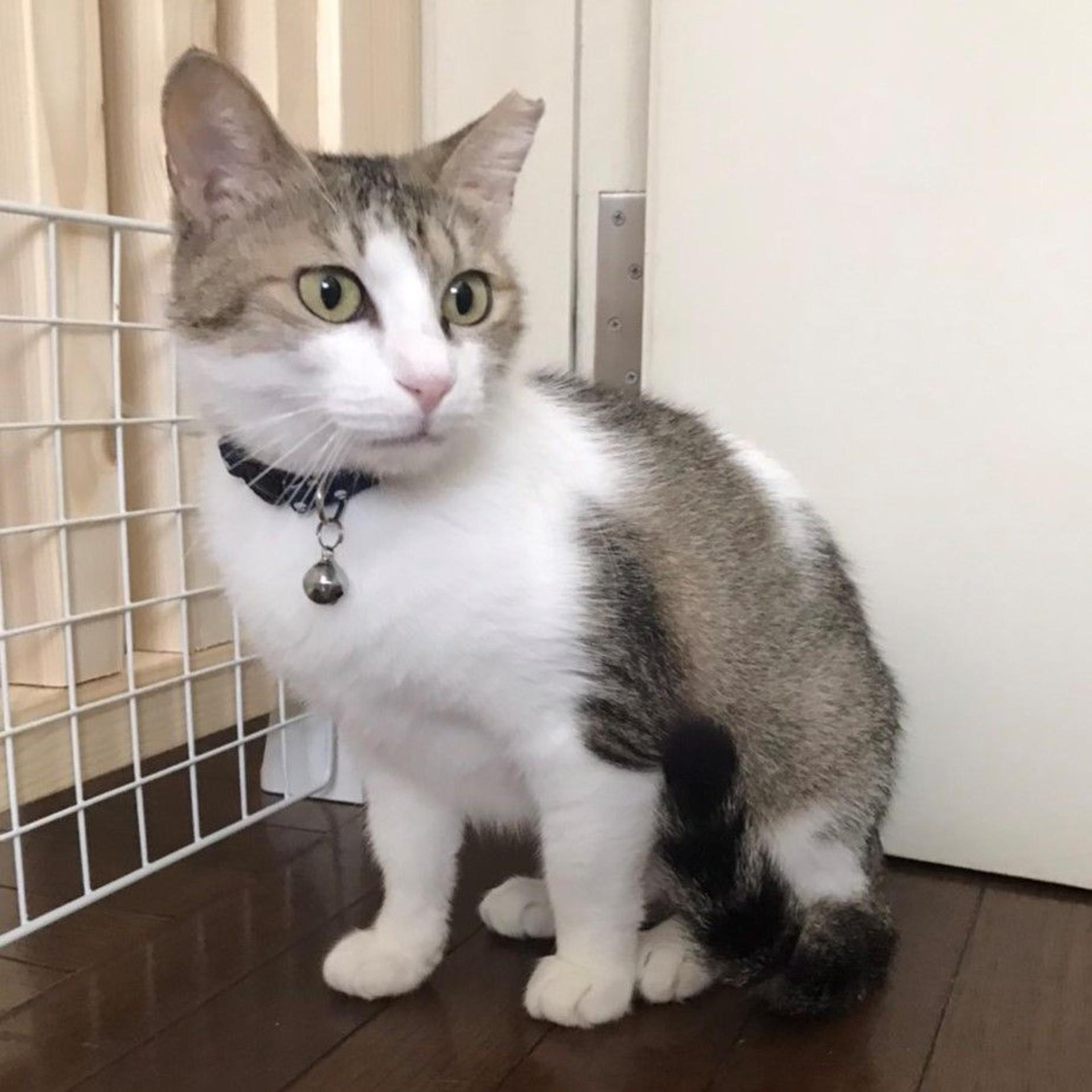 pet-image-4