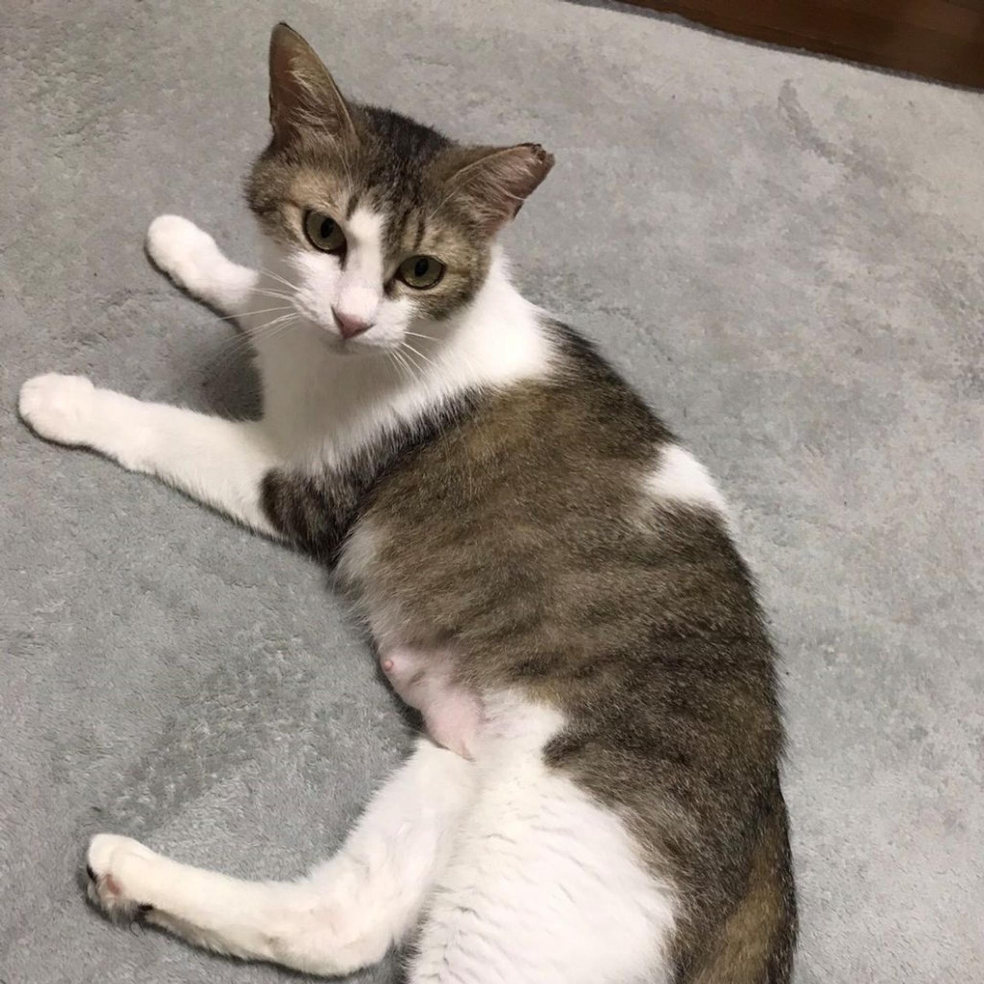 pet-image-7