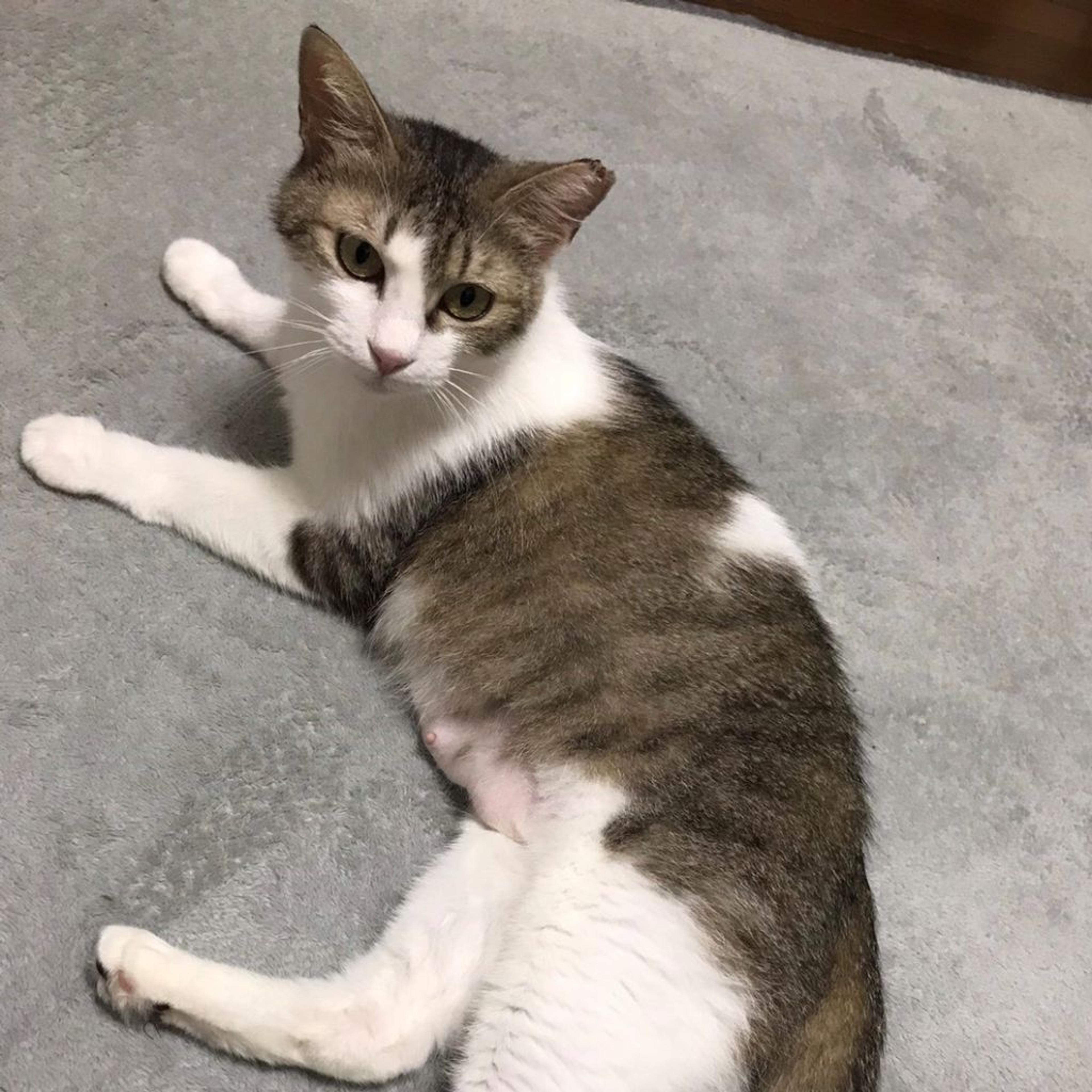 pet-image-7