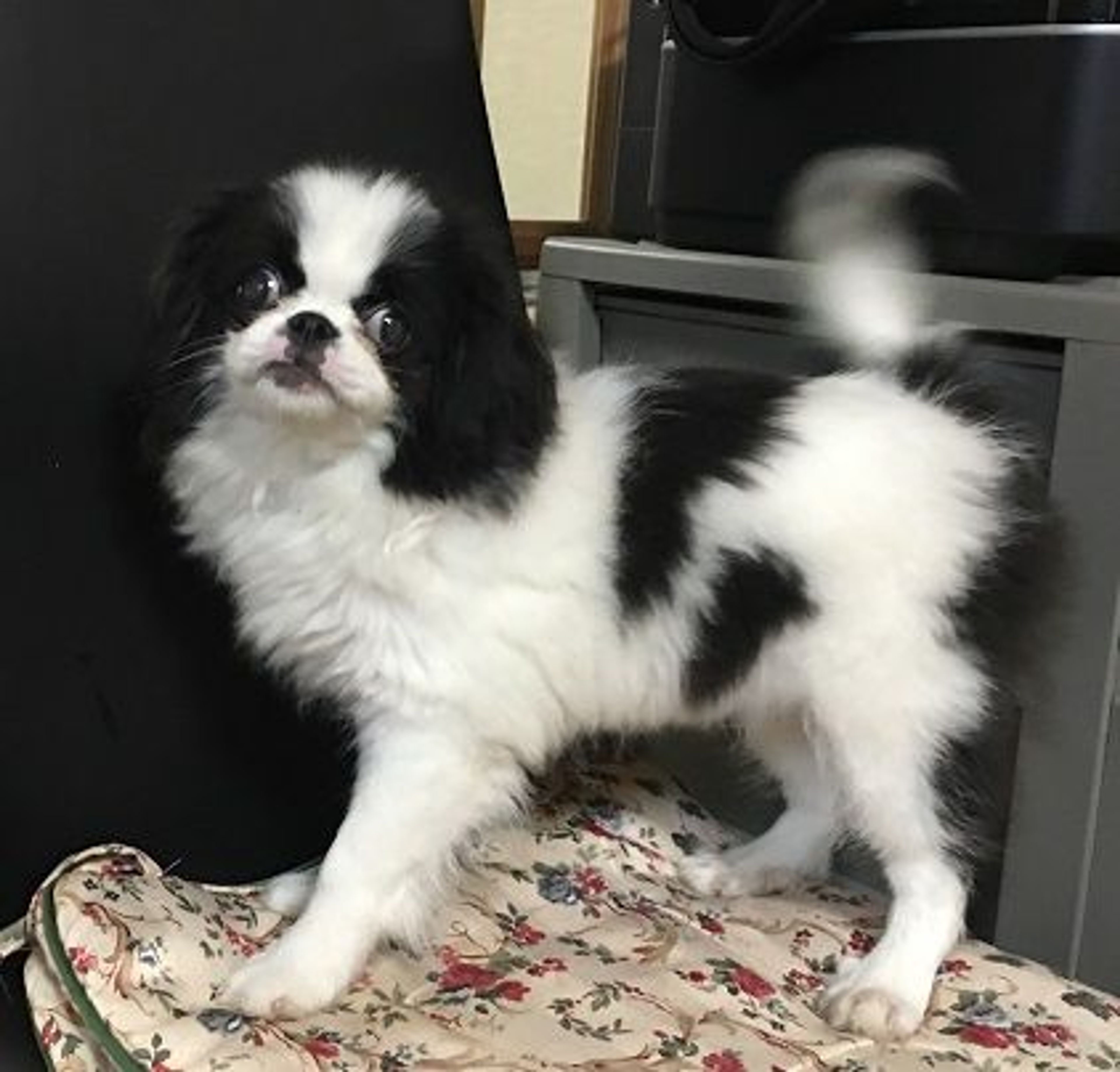 雑種（ミックス犬）・メスの里親募集の写真