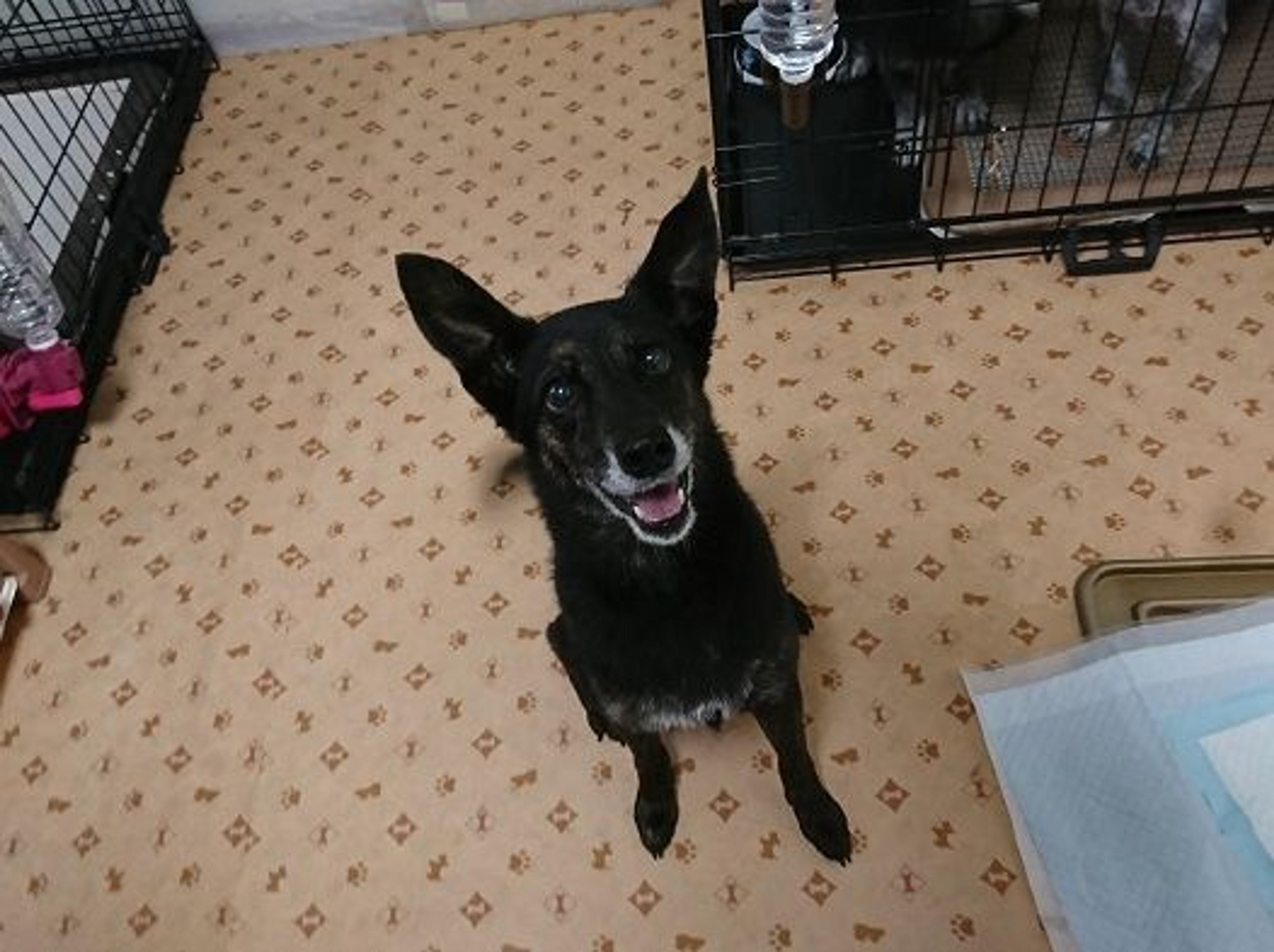 pet-image-4