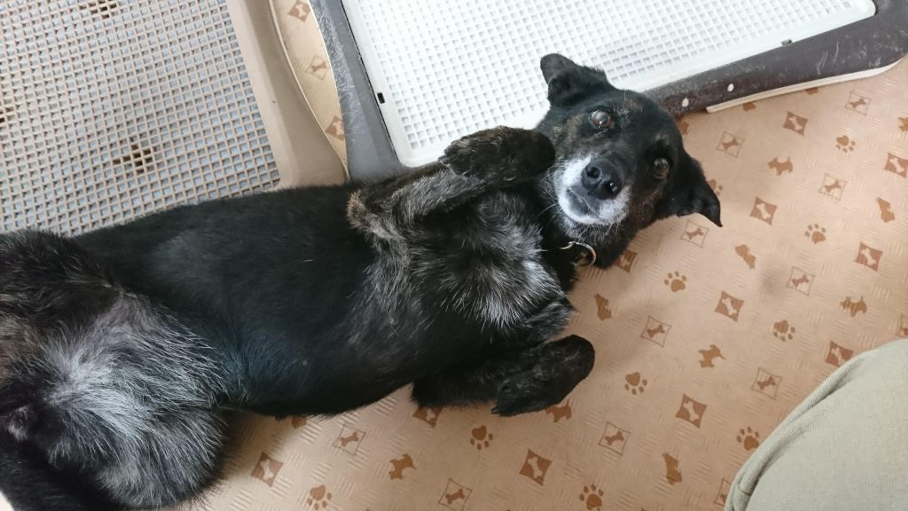 pet-image-5