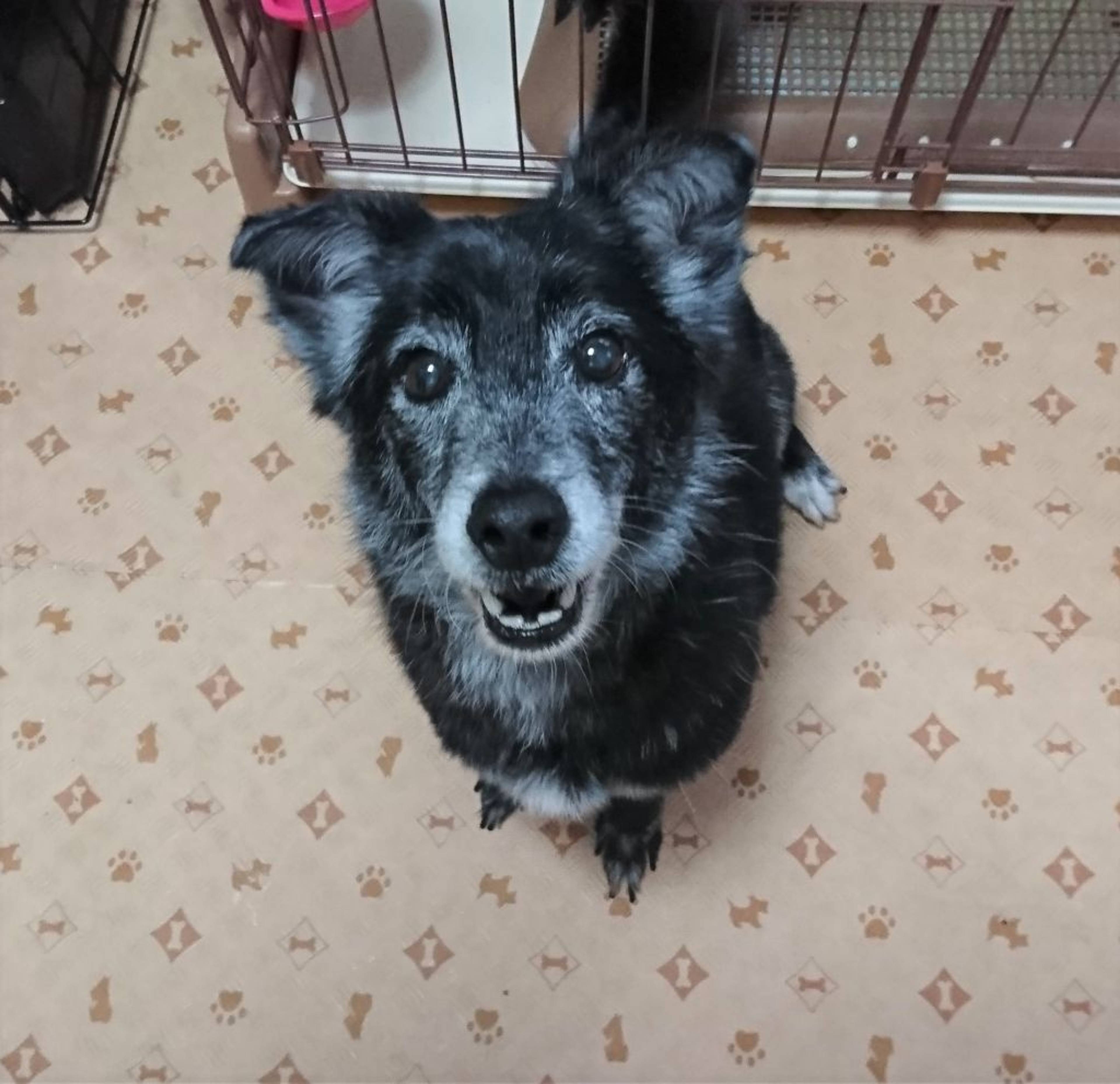雑種（ミックス犬）・オスの里親募集の写真