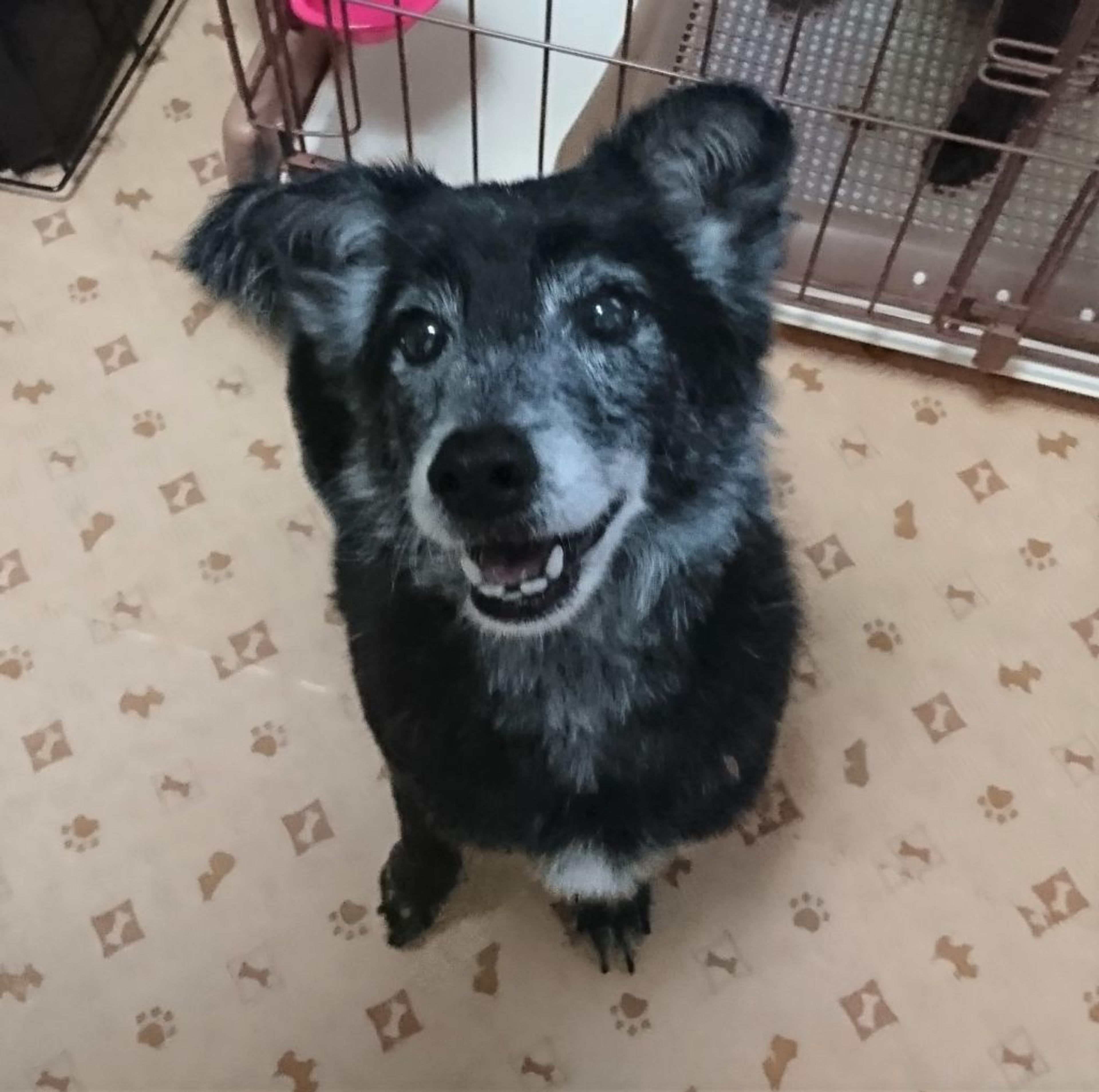 pet-image-2