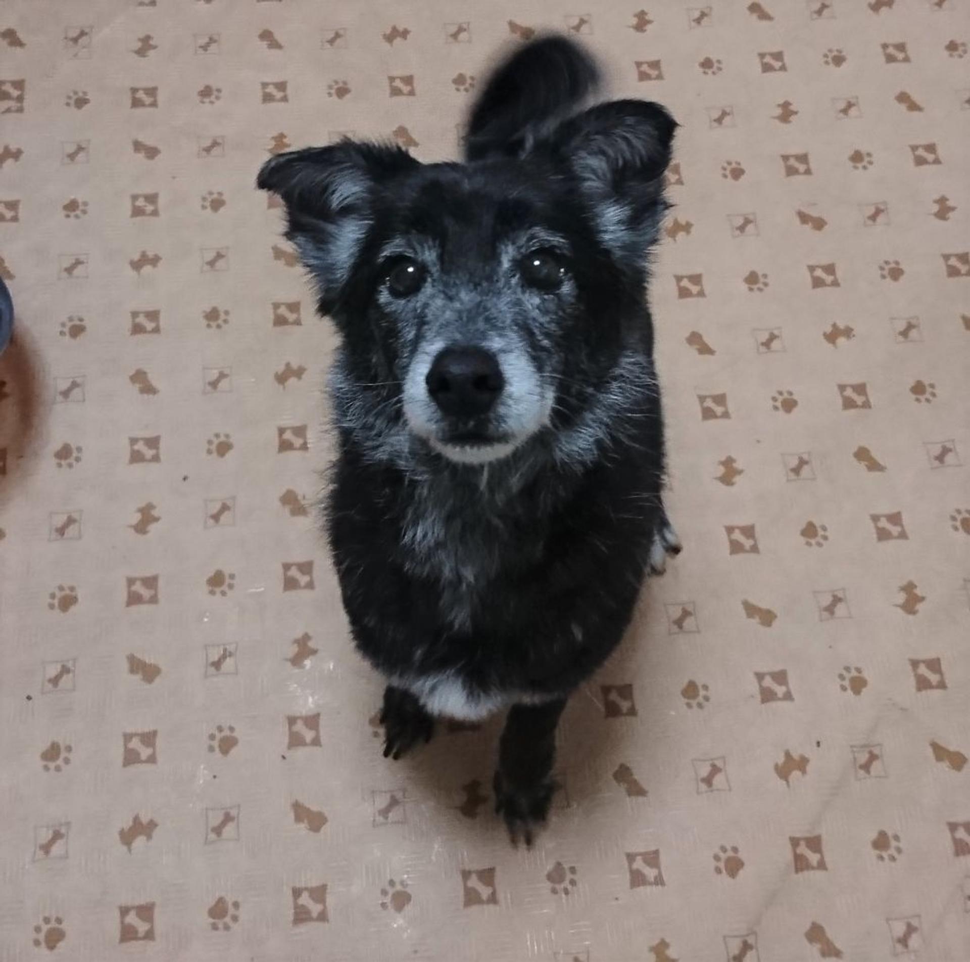 pet-image-3