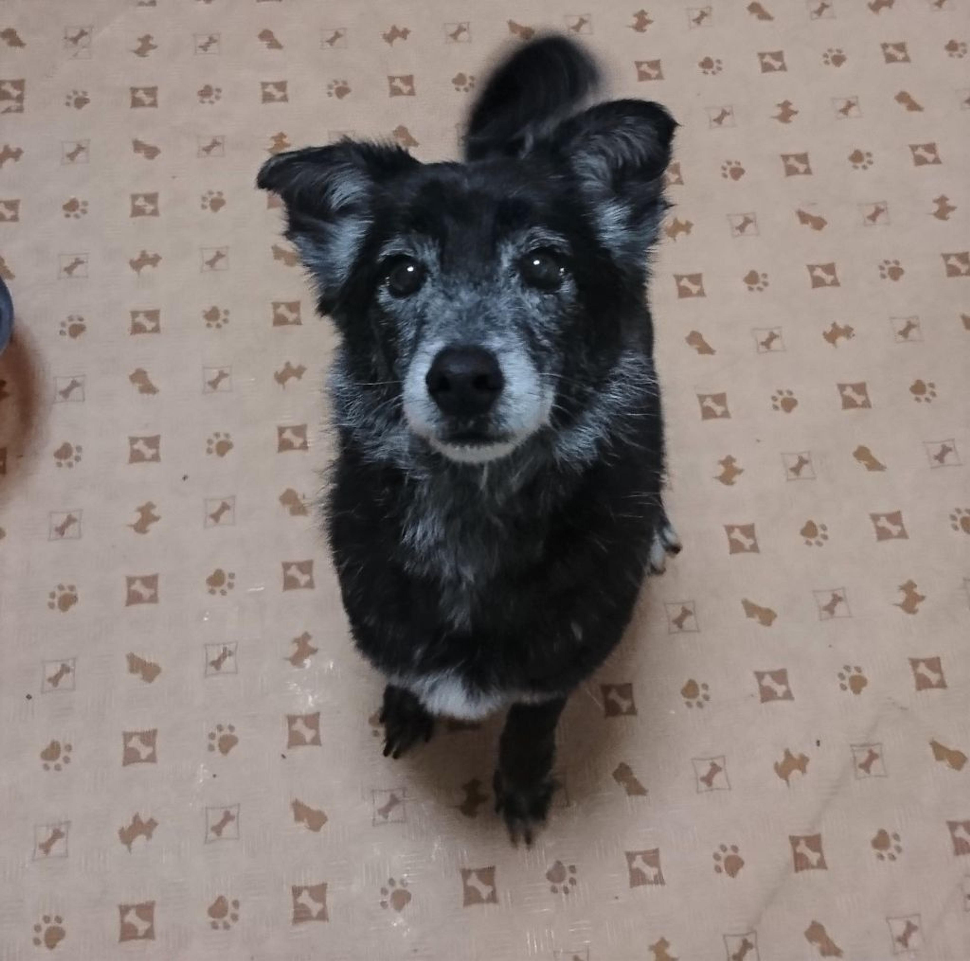 pet-image-3