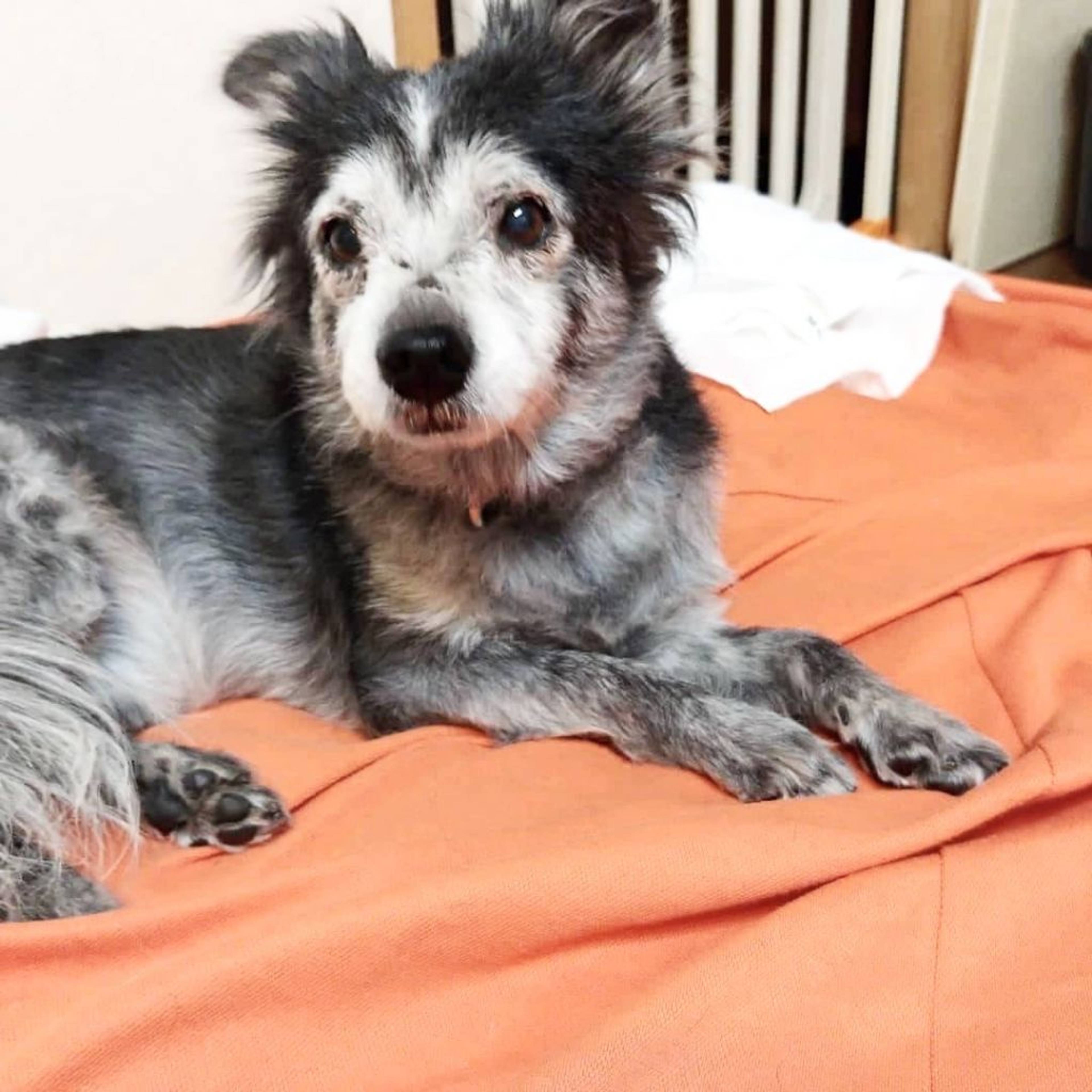 雑種（ミックス犬）・オスの里親募集の写真