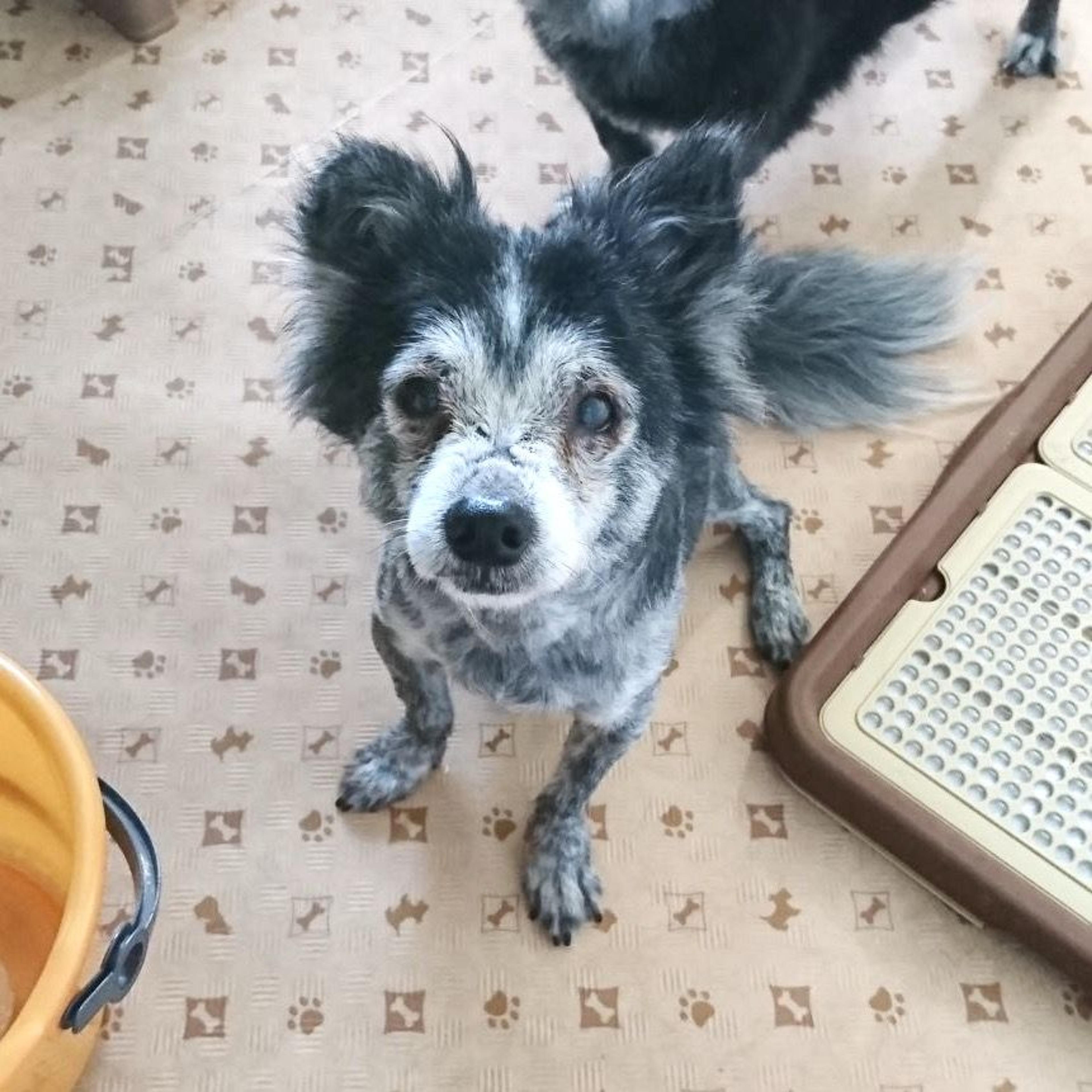 pet-image-3
