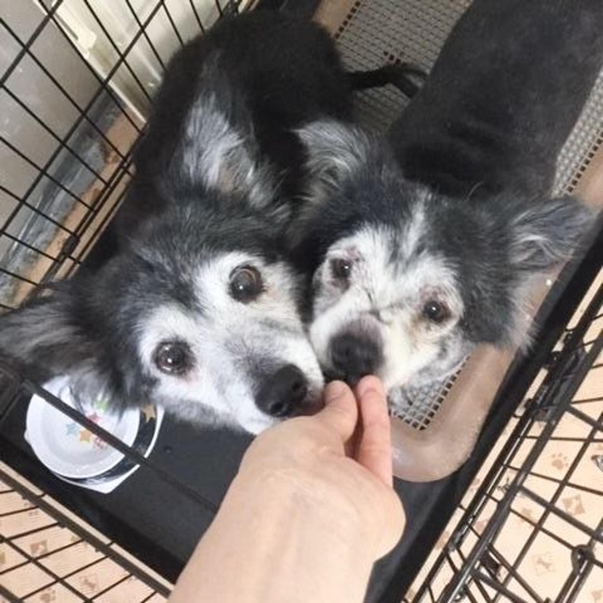 pet-image-4