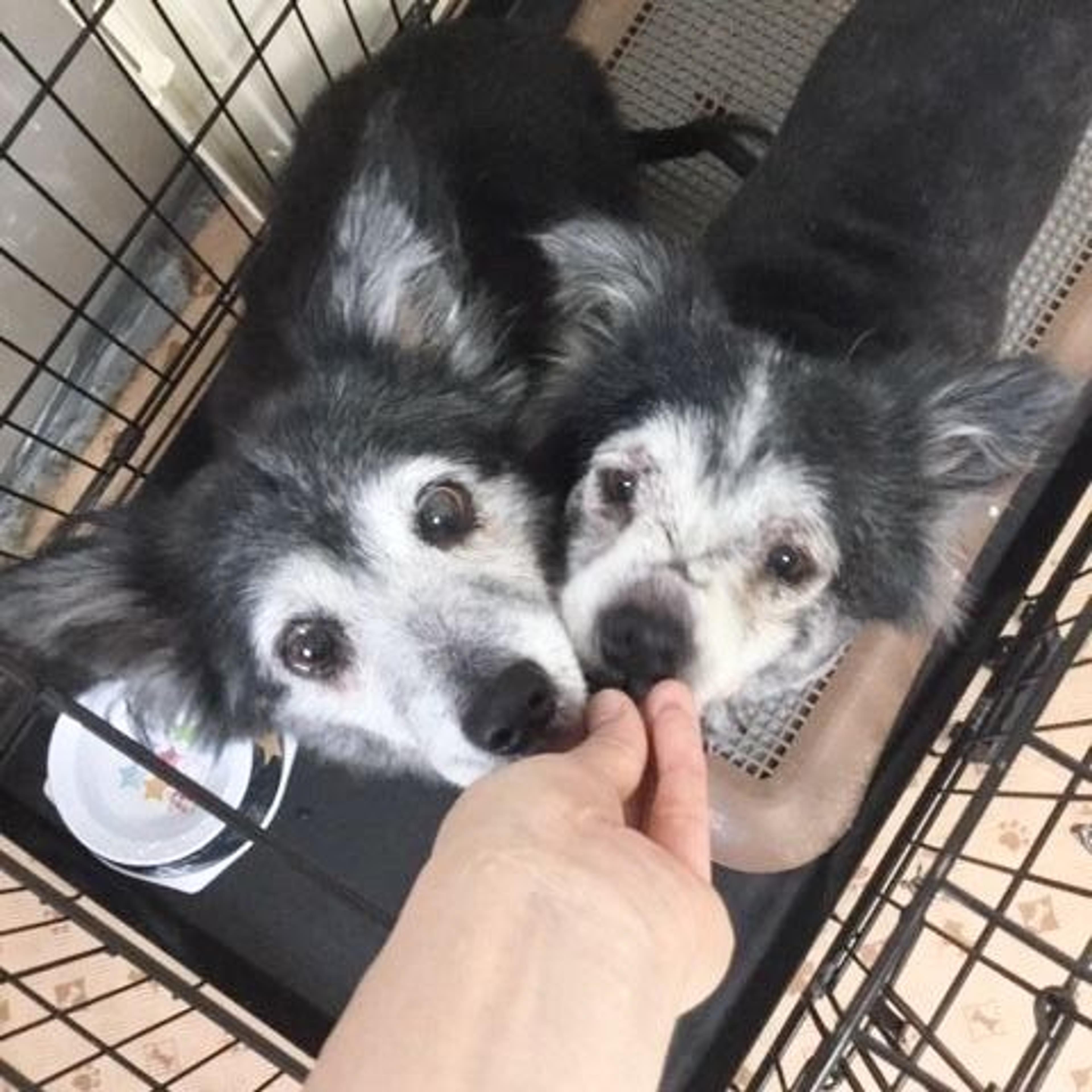 pet-image-4