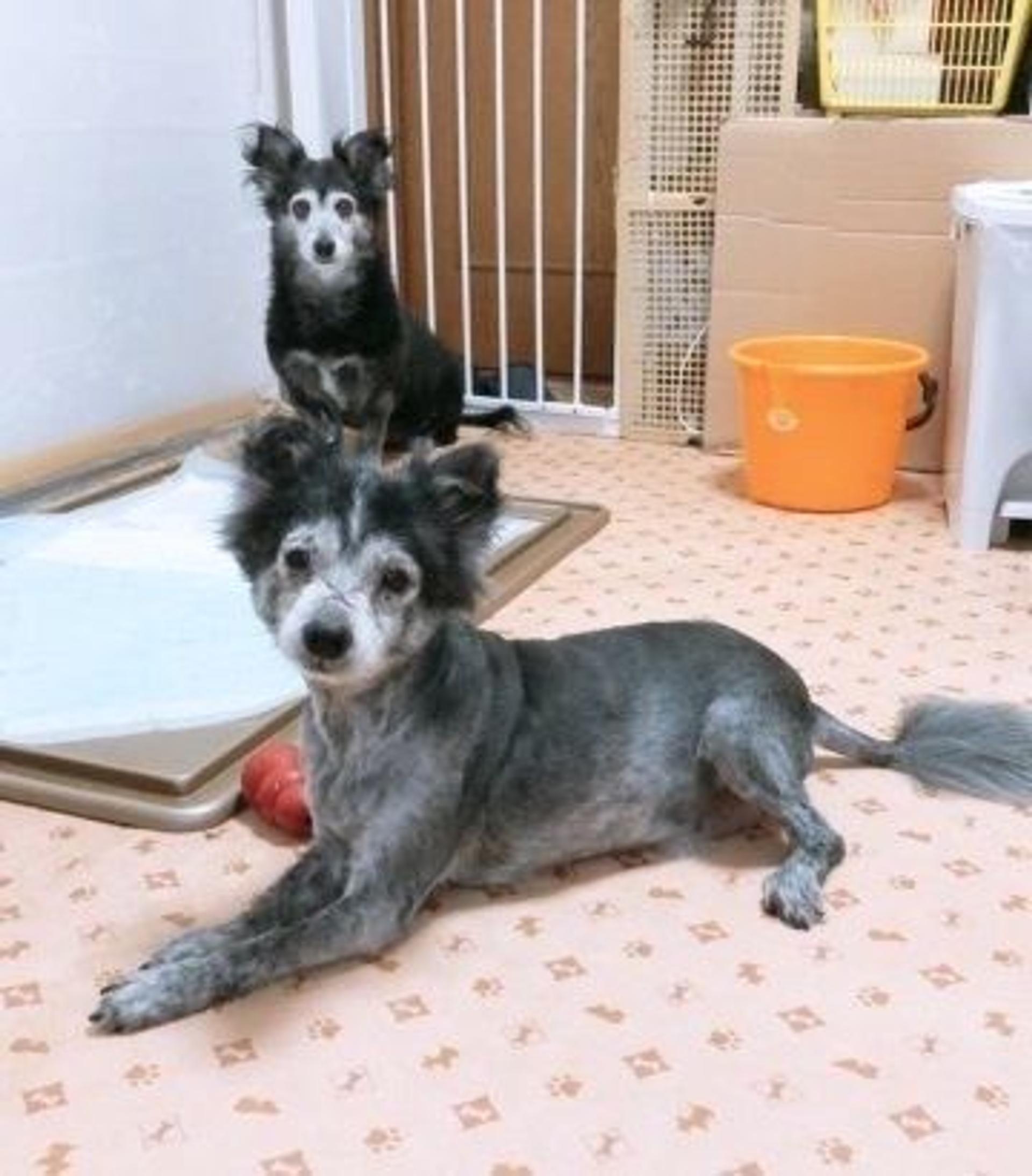 pet-image-5