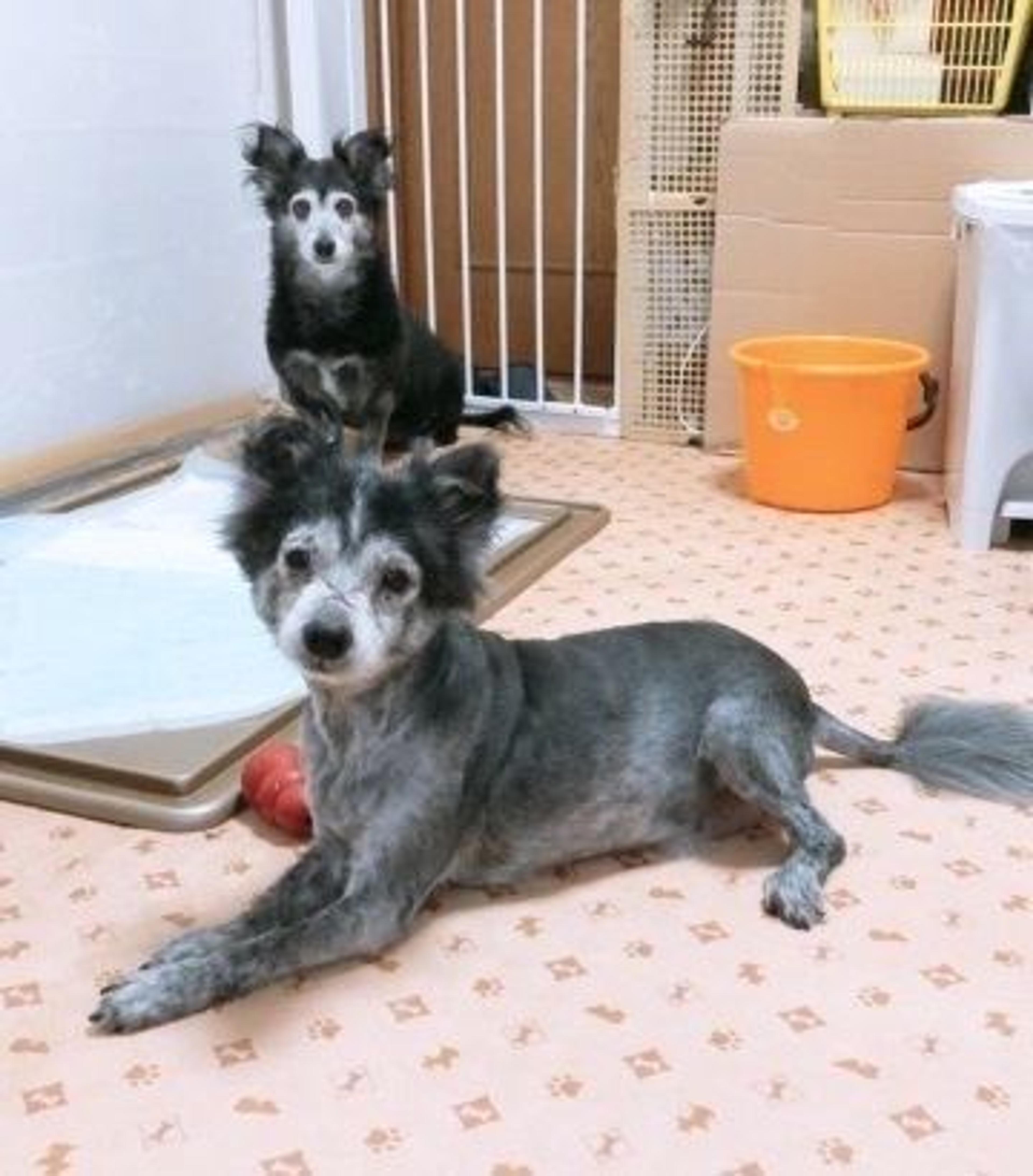 pet-image-5