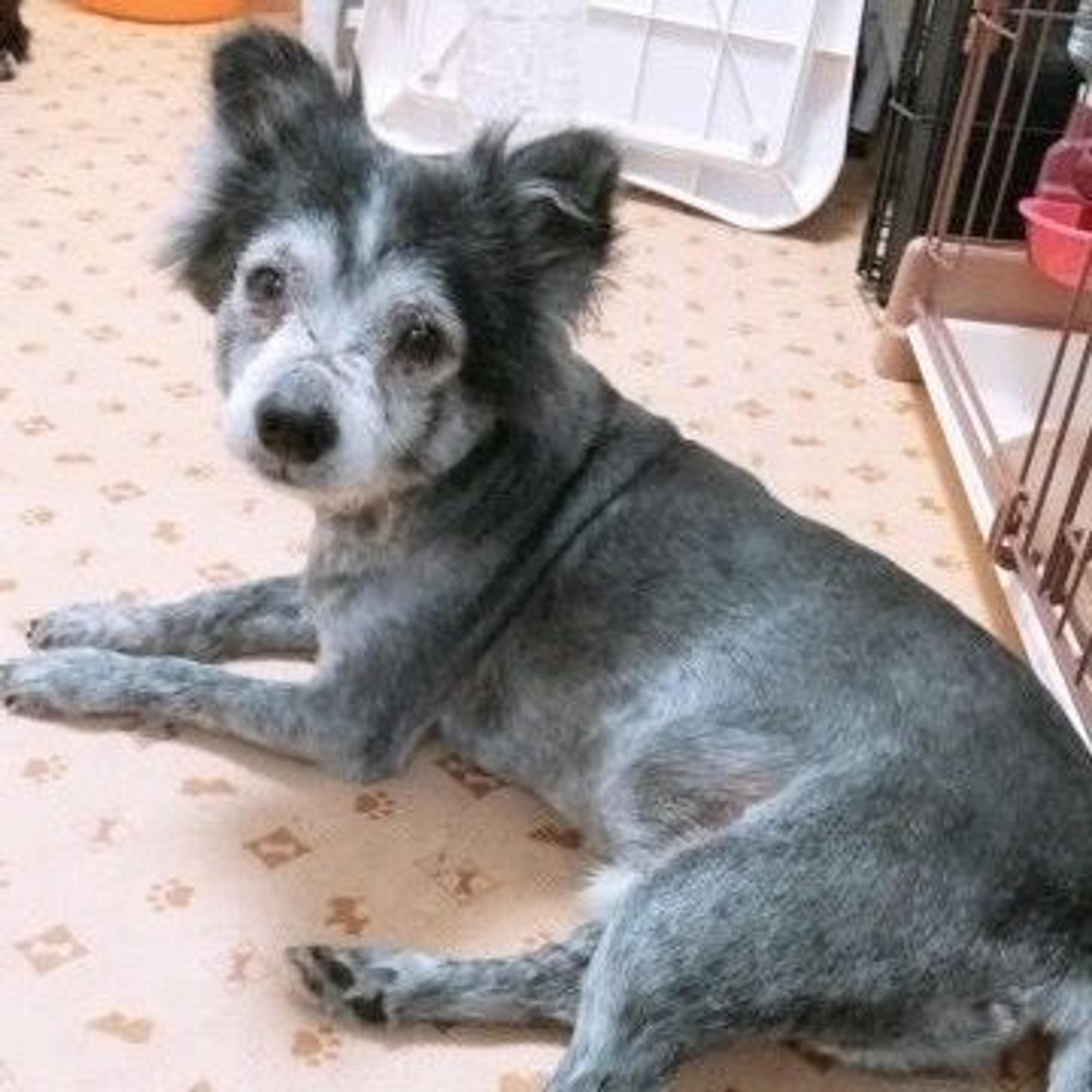 pet-image-6