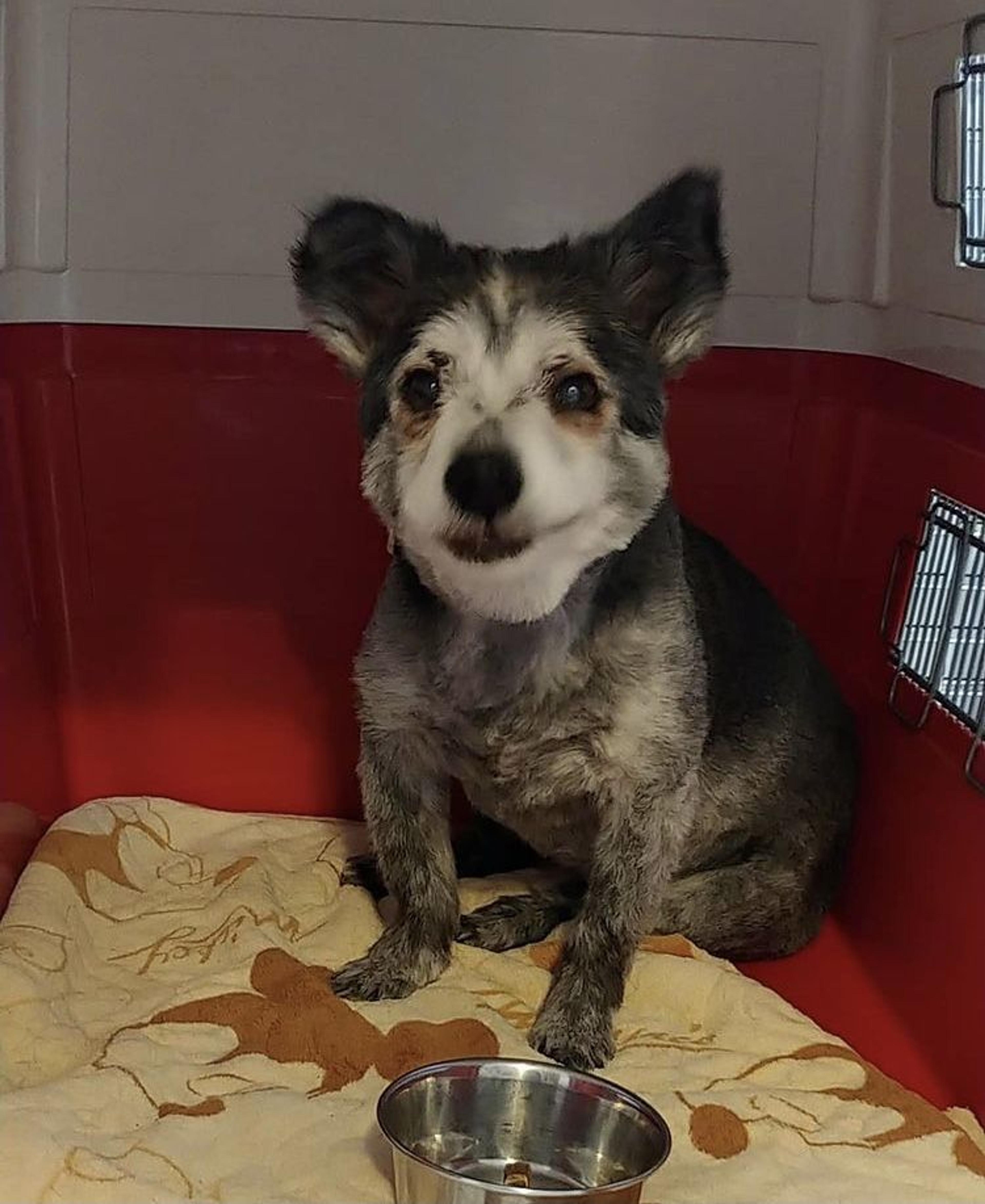 pet-image-2