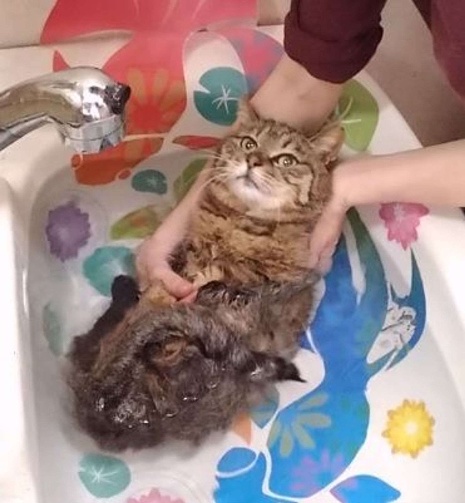 雑種（ミックス猫）・メスの里親募集の写真