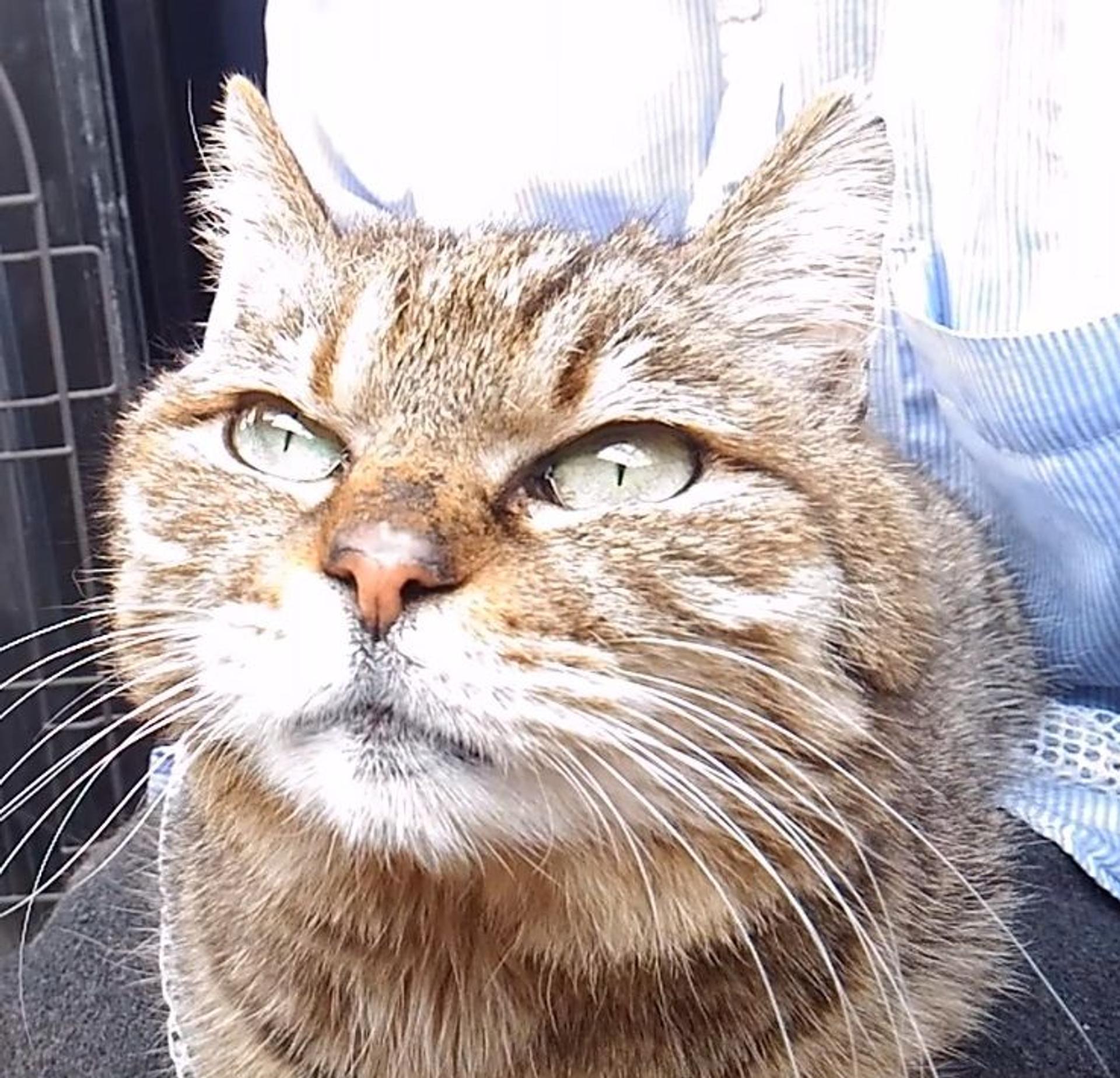 pet-image-2