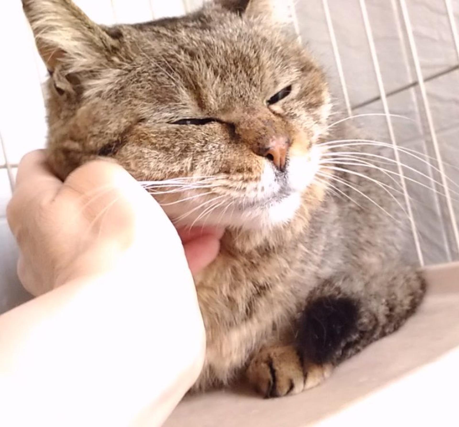 pet-image-4