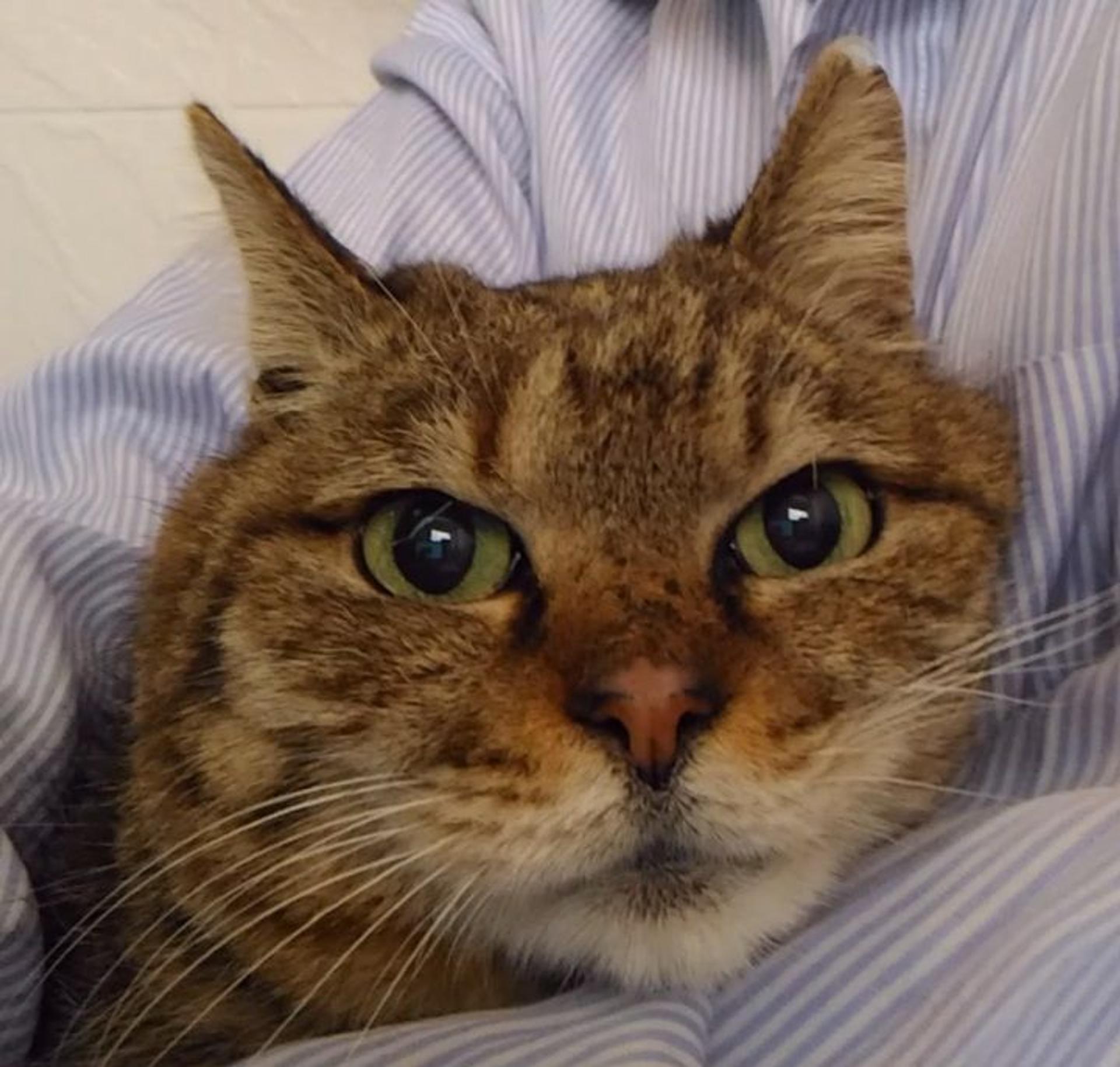 pet-image-5