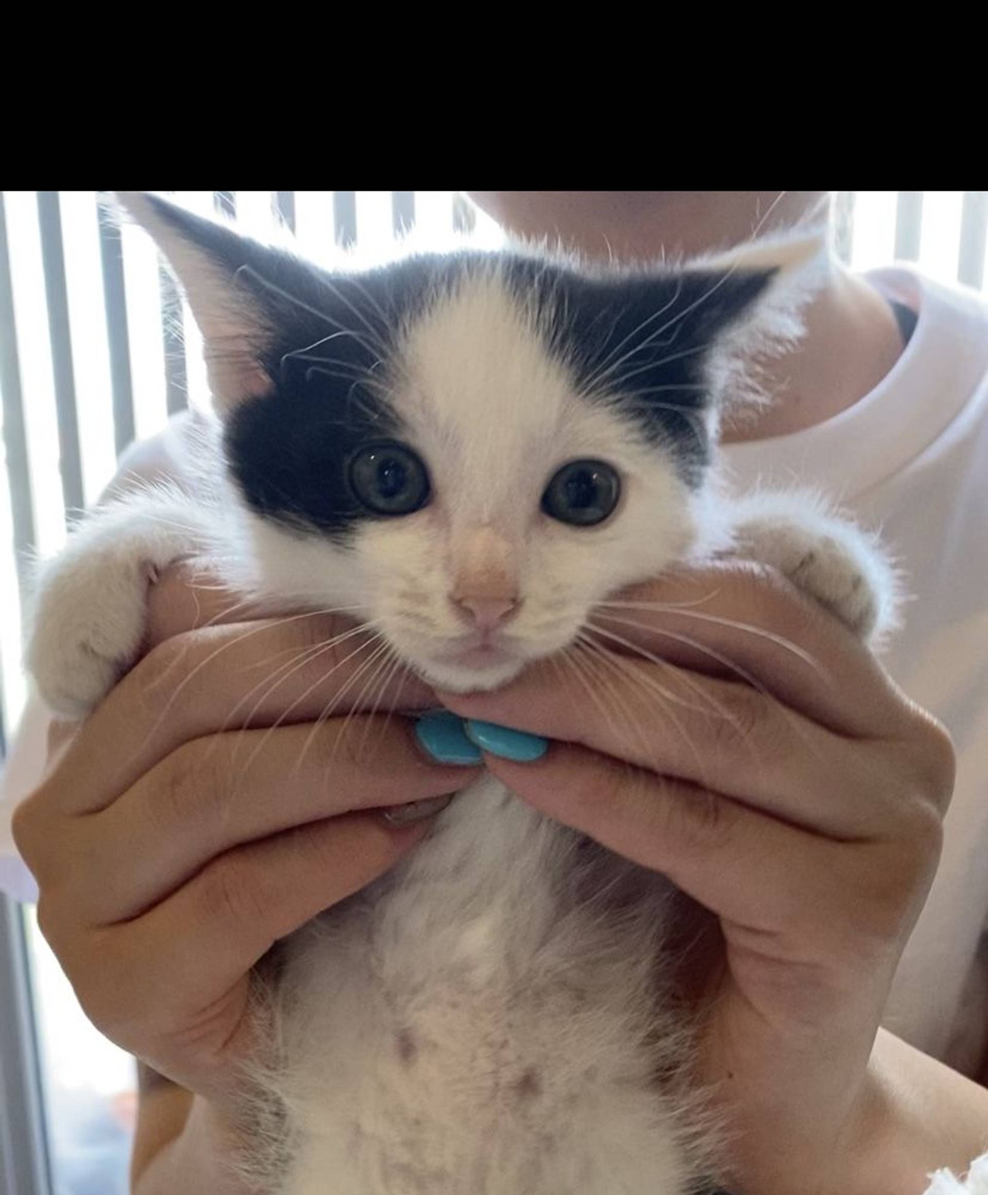 雑種（ミックス猫）・メスの里親募集の写真