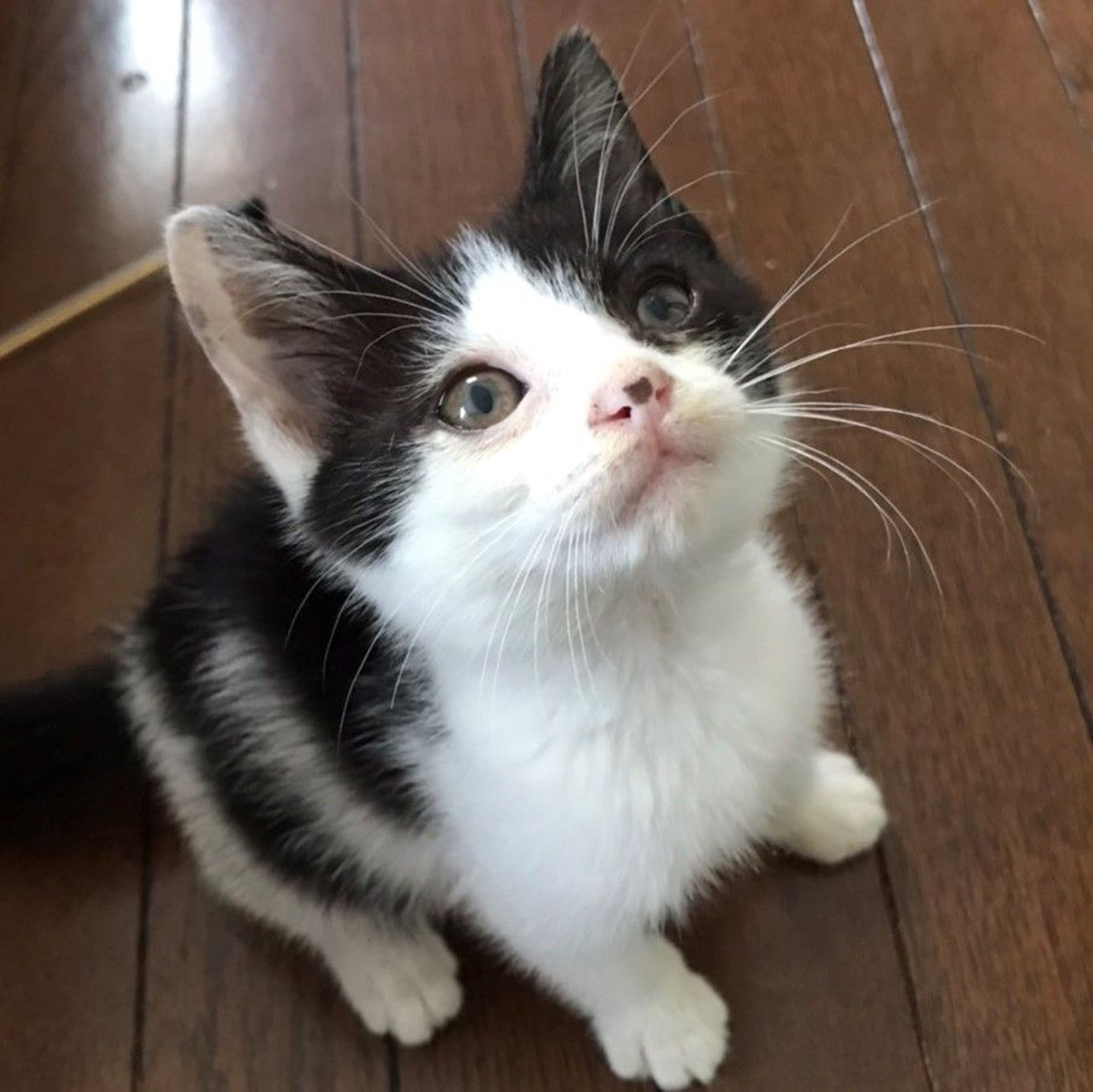 雑種（ミックス猫）・メスの里親募集の写真